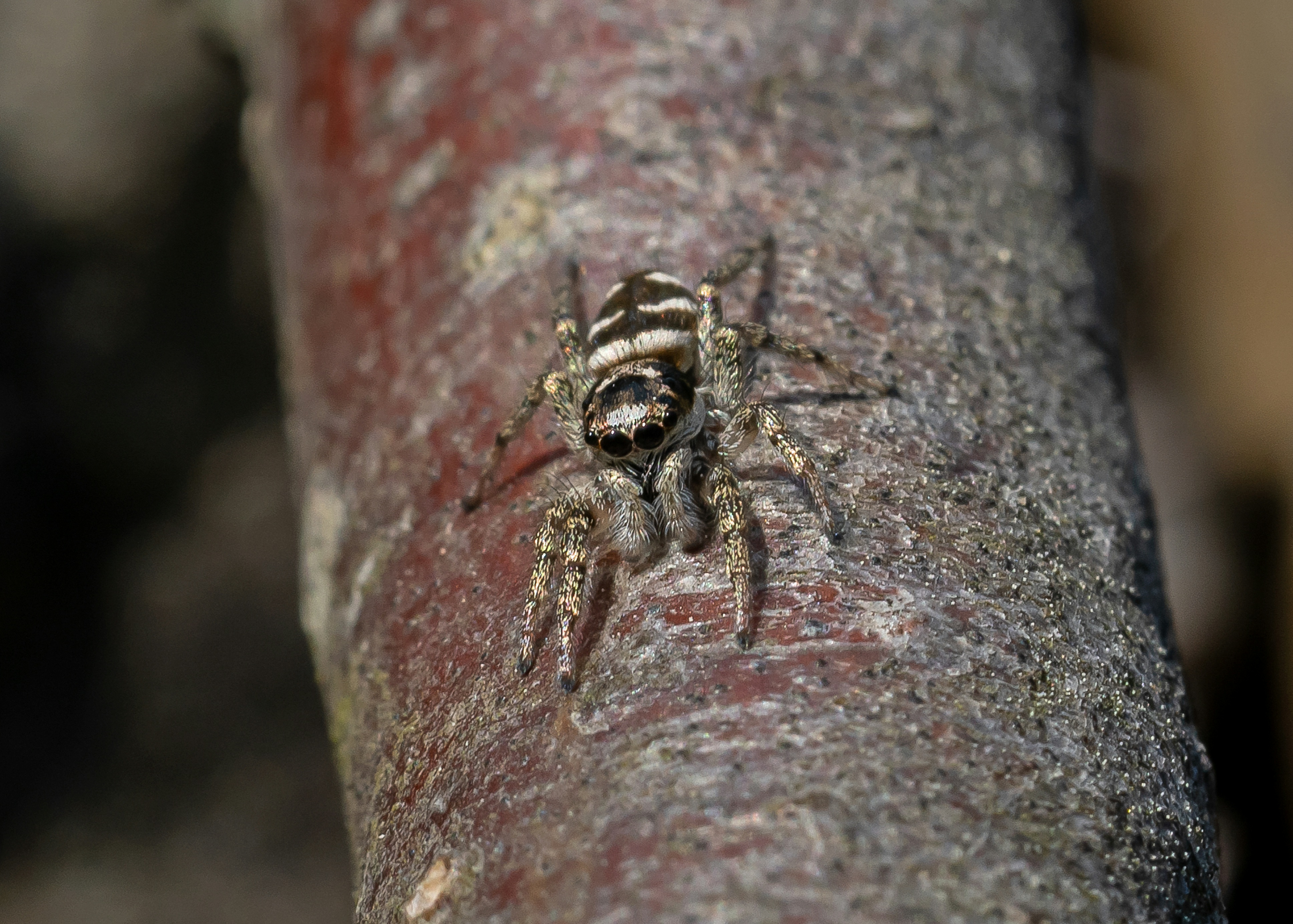 Alm. Zebraedderkop Salticus scenicus