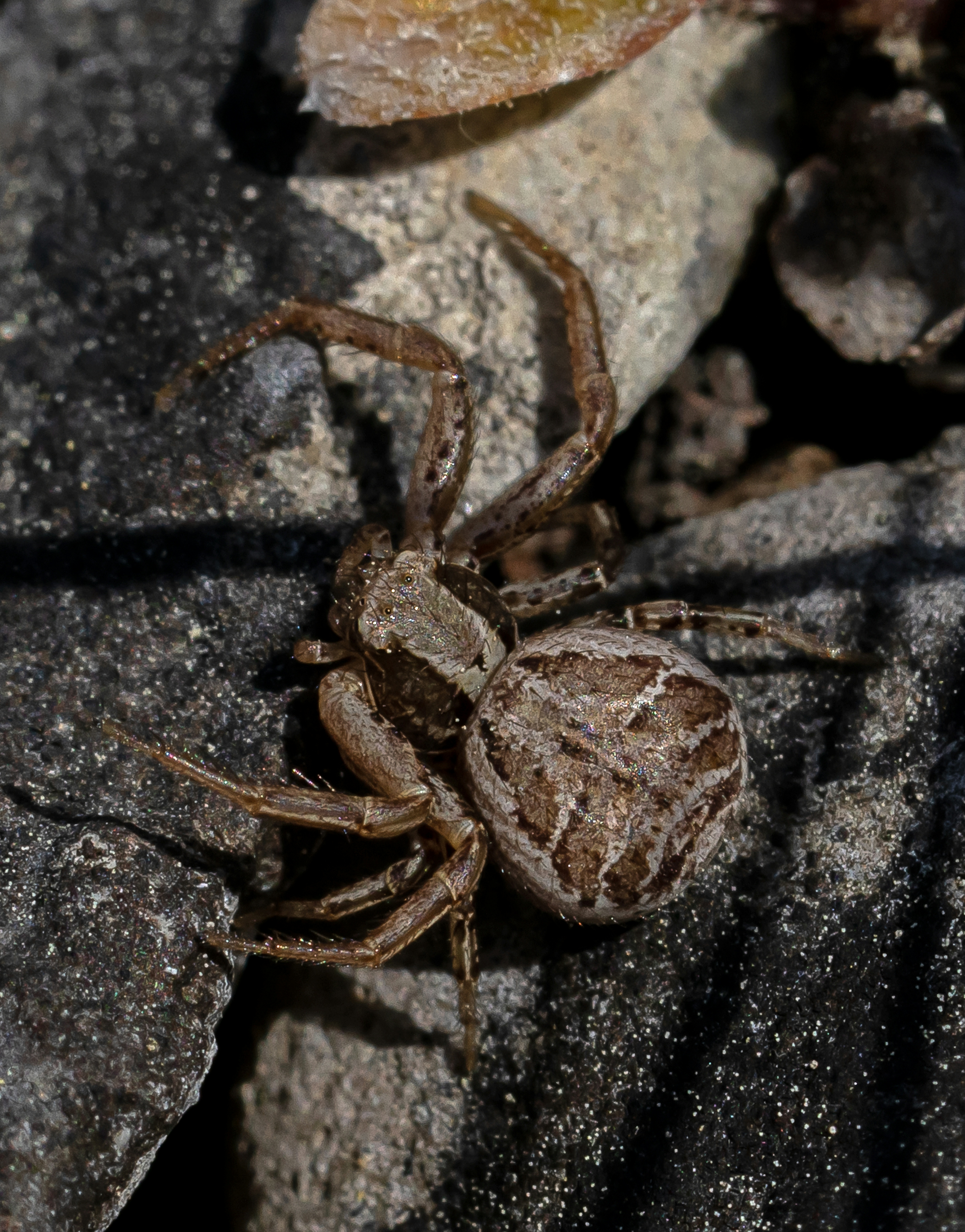 Krappeedderkop Xysticus cristatus