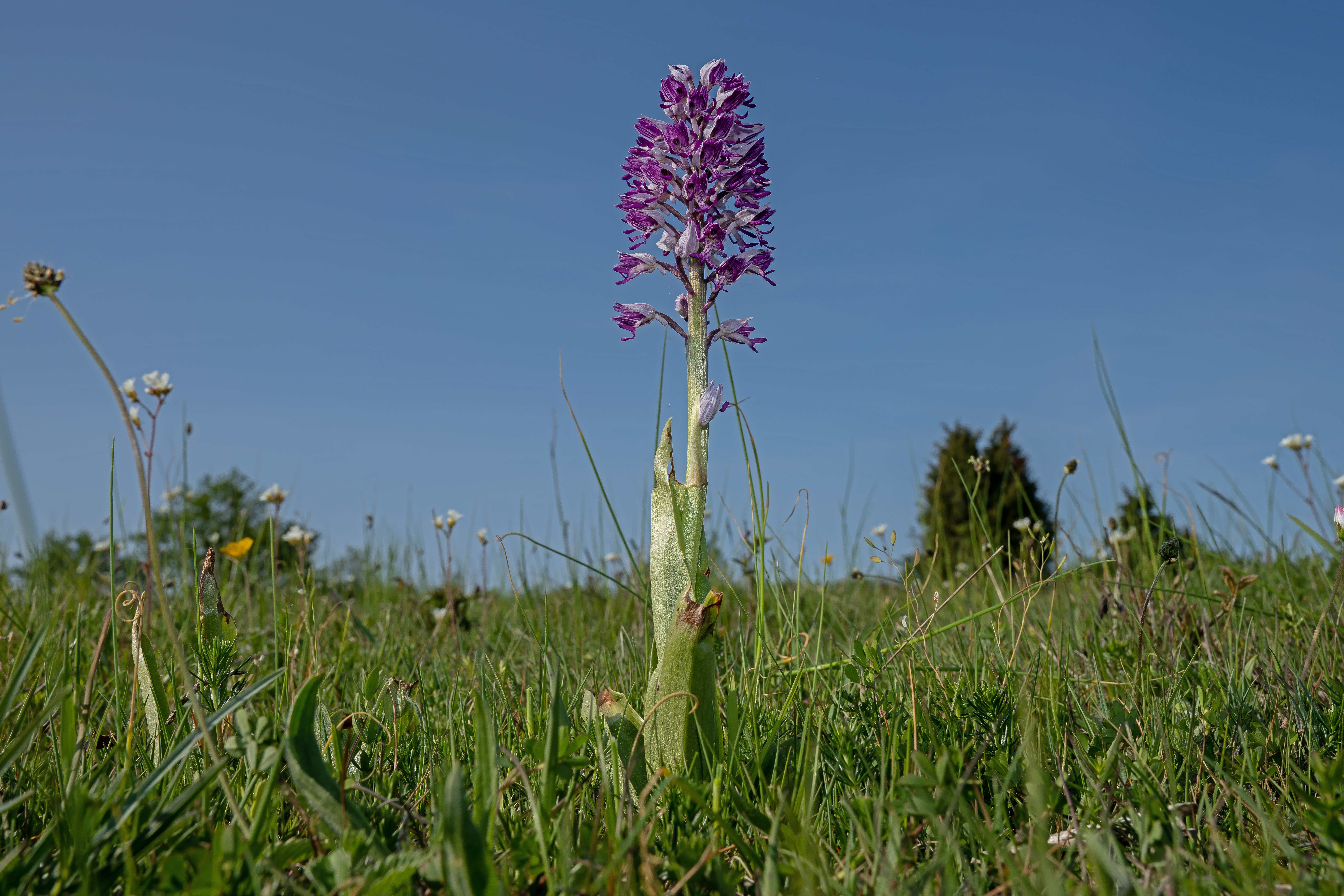 Riddergøgeurt Orchis militaris