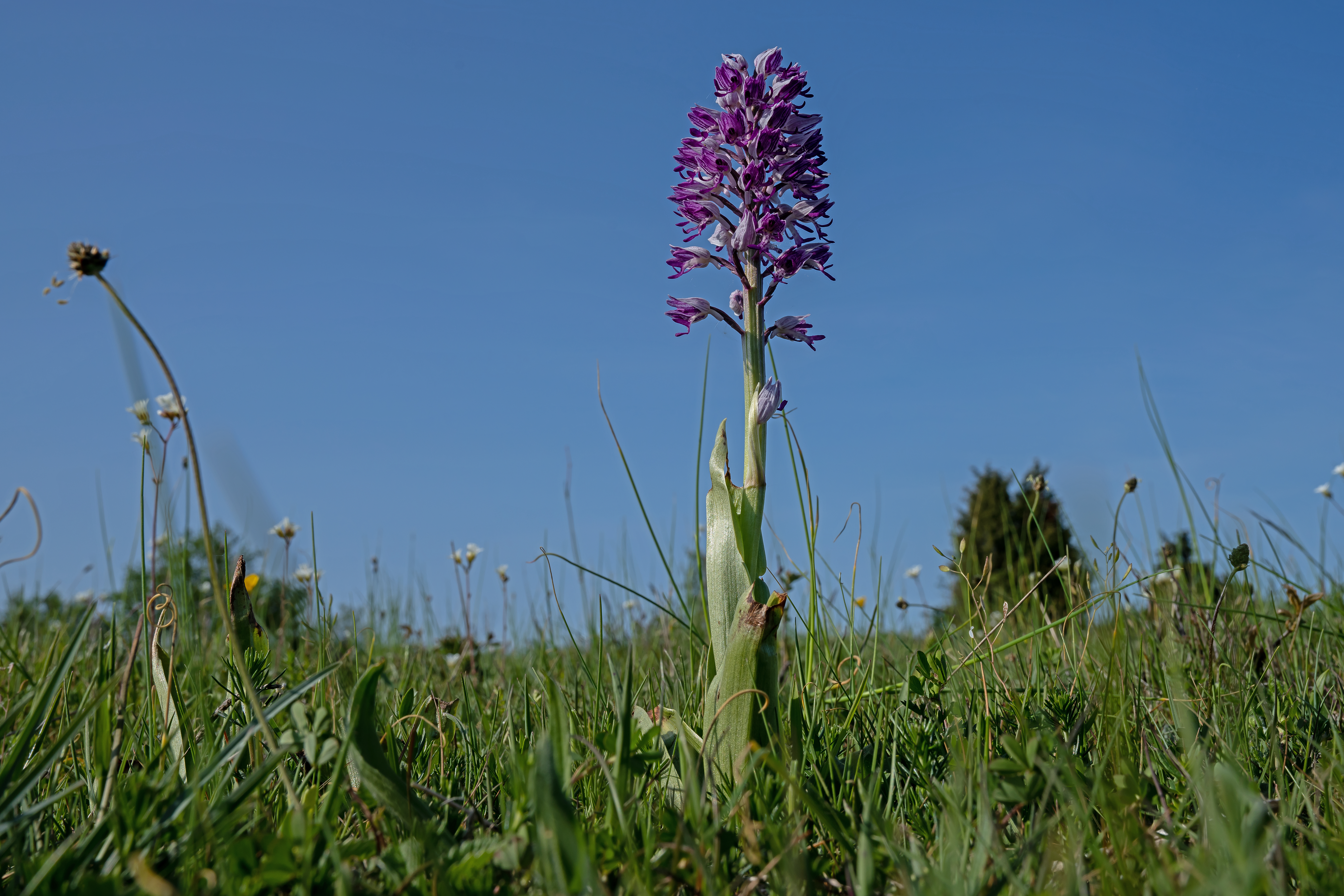 Riddergøgeurt Orchis militaris
