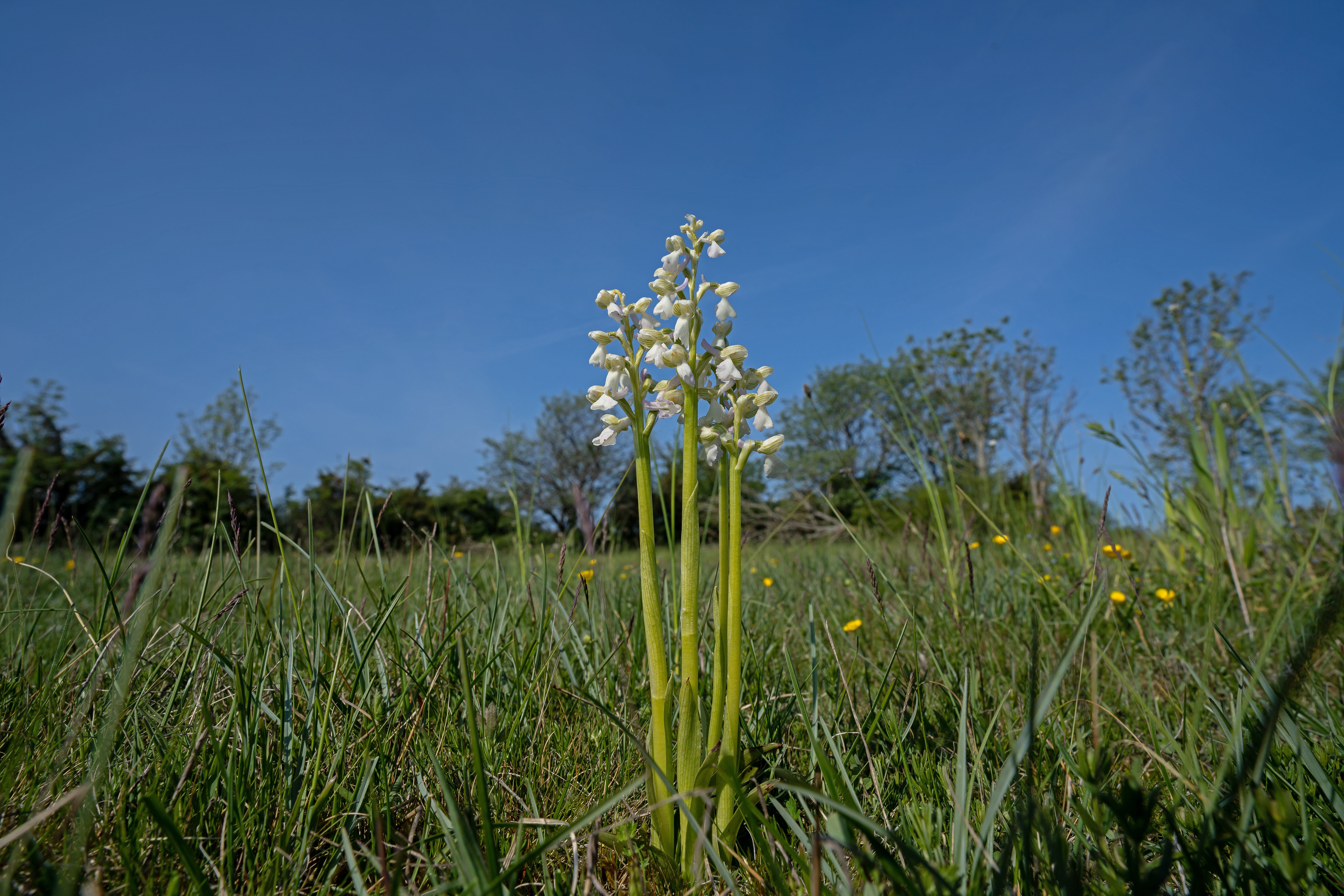 Salepgøgeurt Anacamptis morio