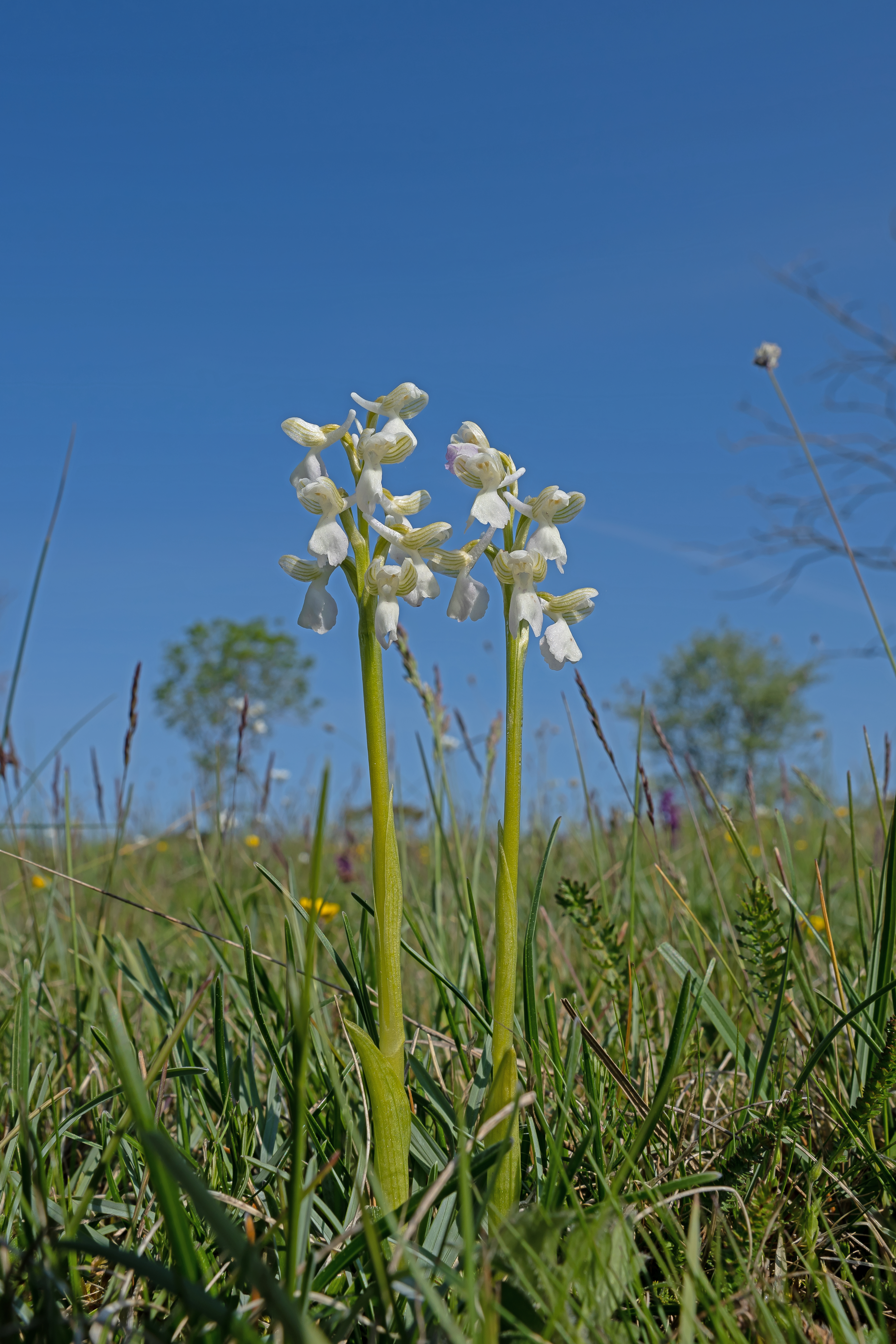 Salepgøgeurt Anacamptis morio
