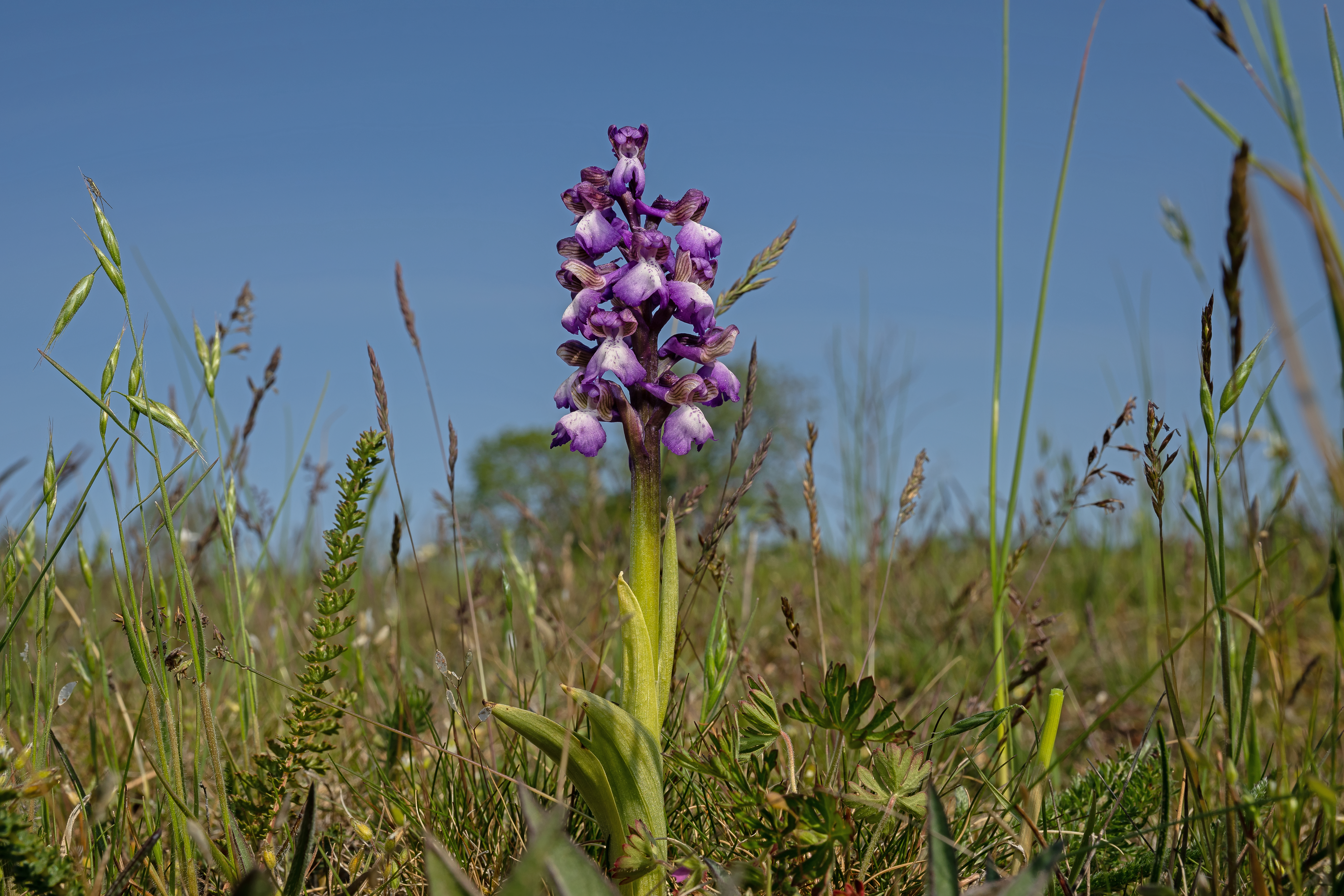 Salepgøgeurt Anacamptis morio