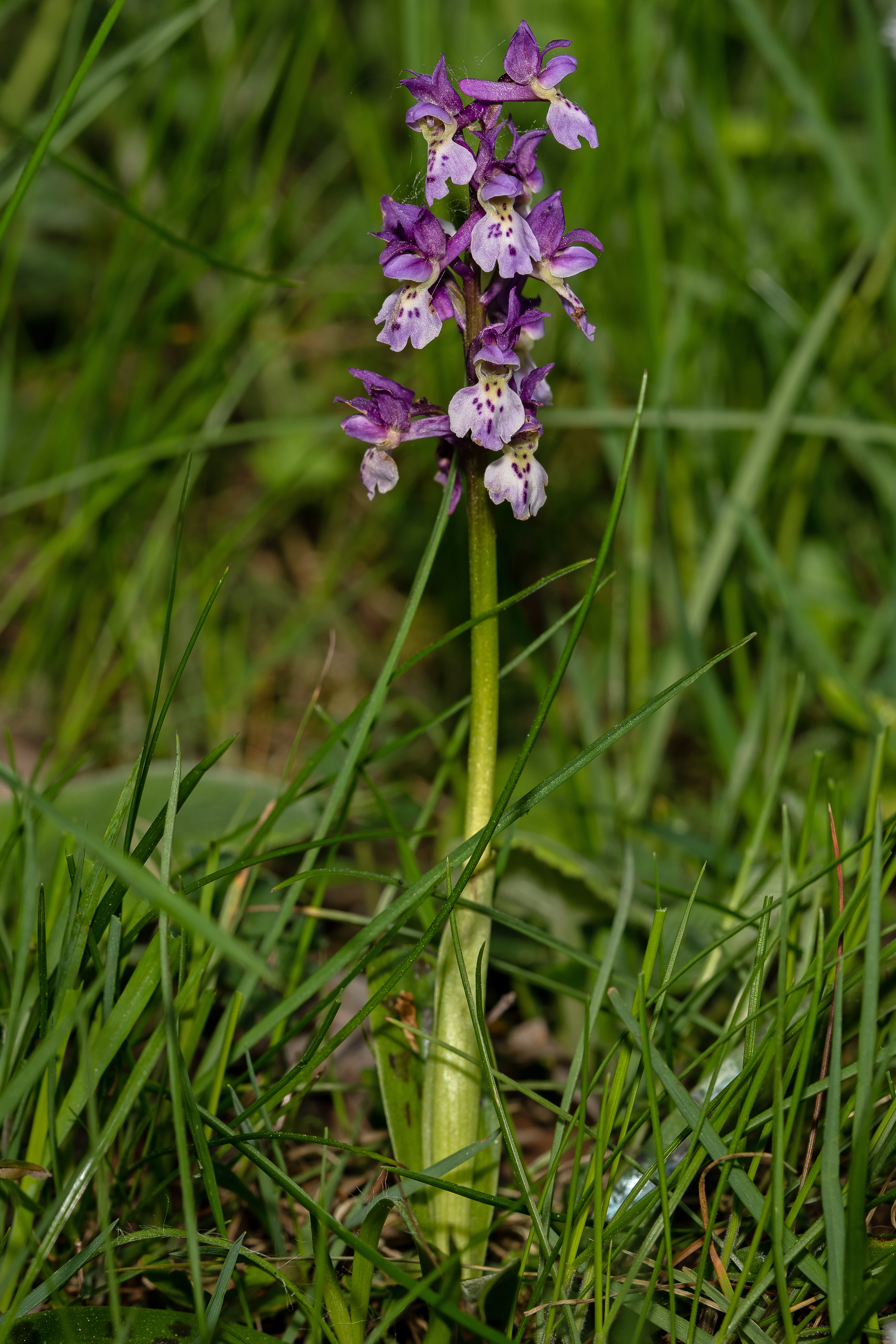 Tyndaksetgøgeurt Orchis mascula 