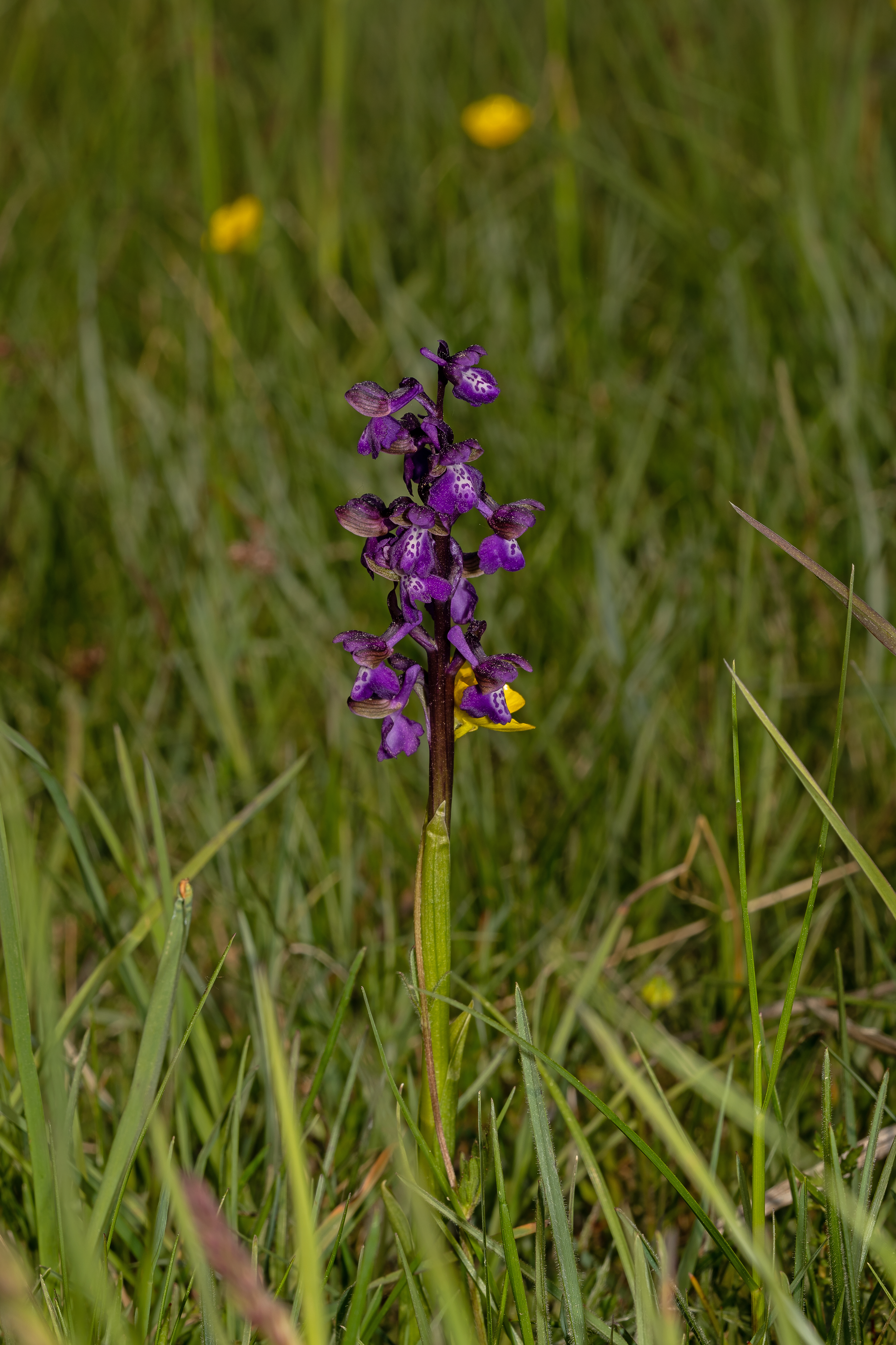 Salepgøgeurt Anacamptis morio