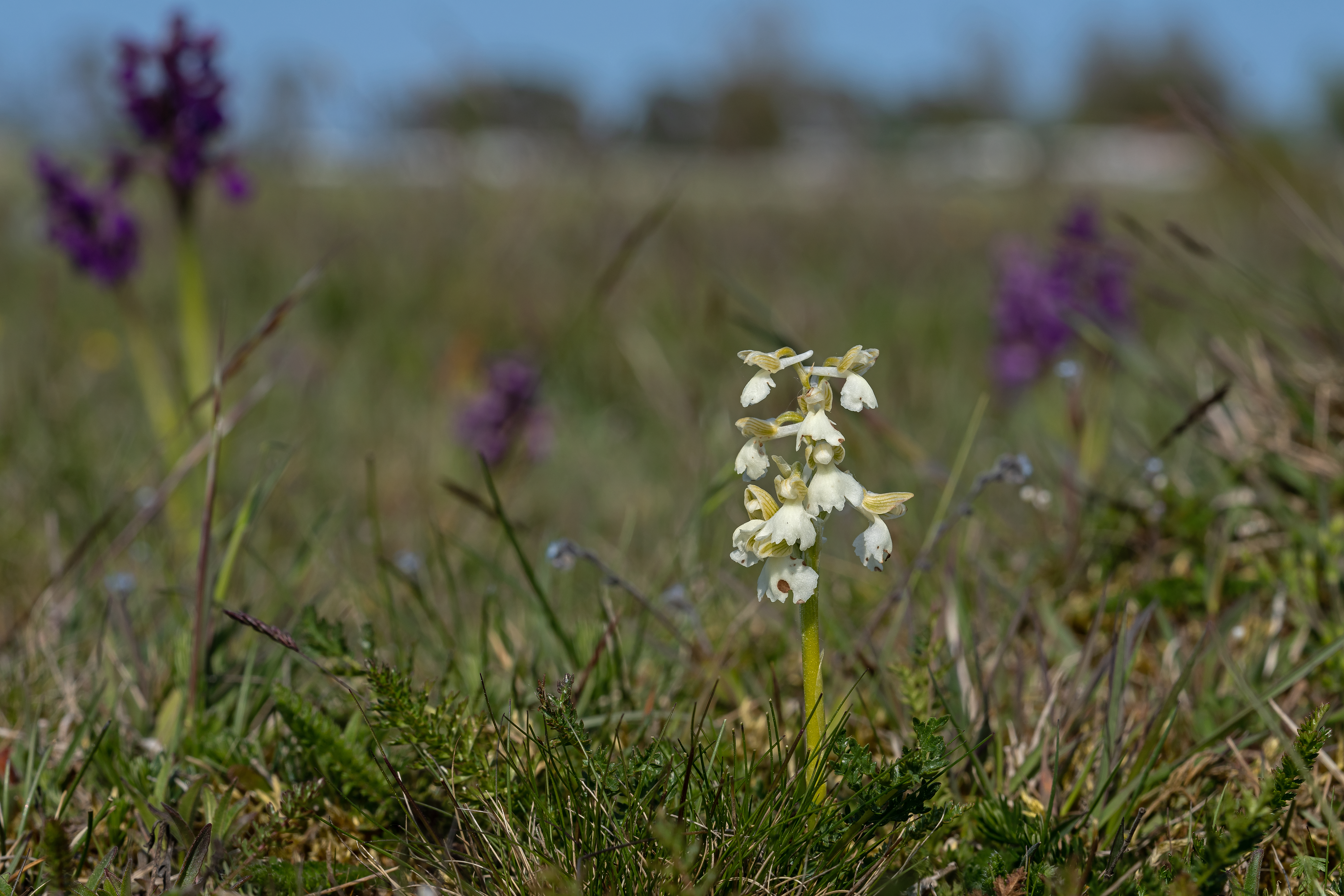 Salepgøgeurt Anacamptis morio
