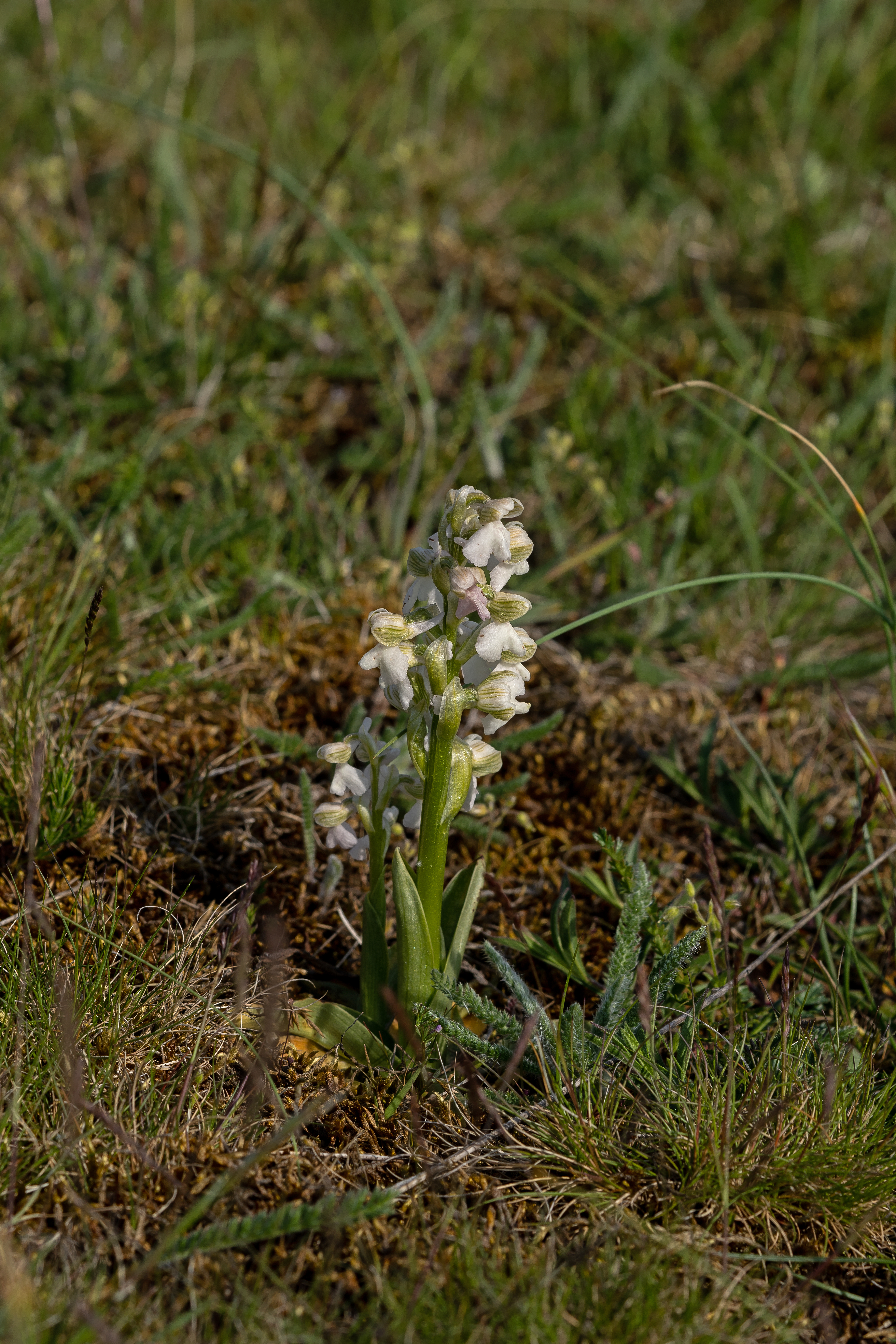 Salepgøgeurt Anacamptis morio