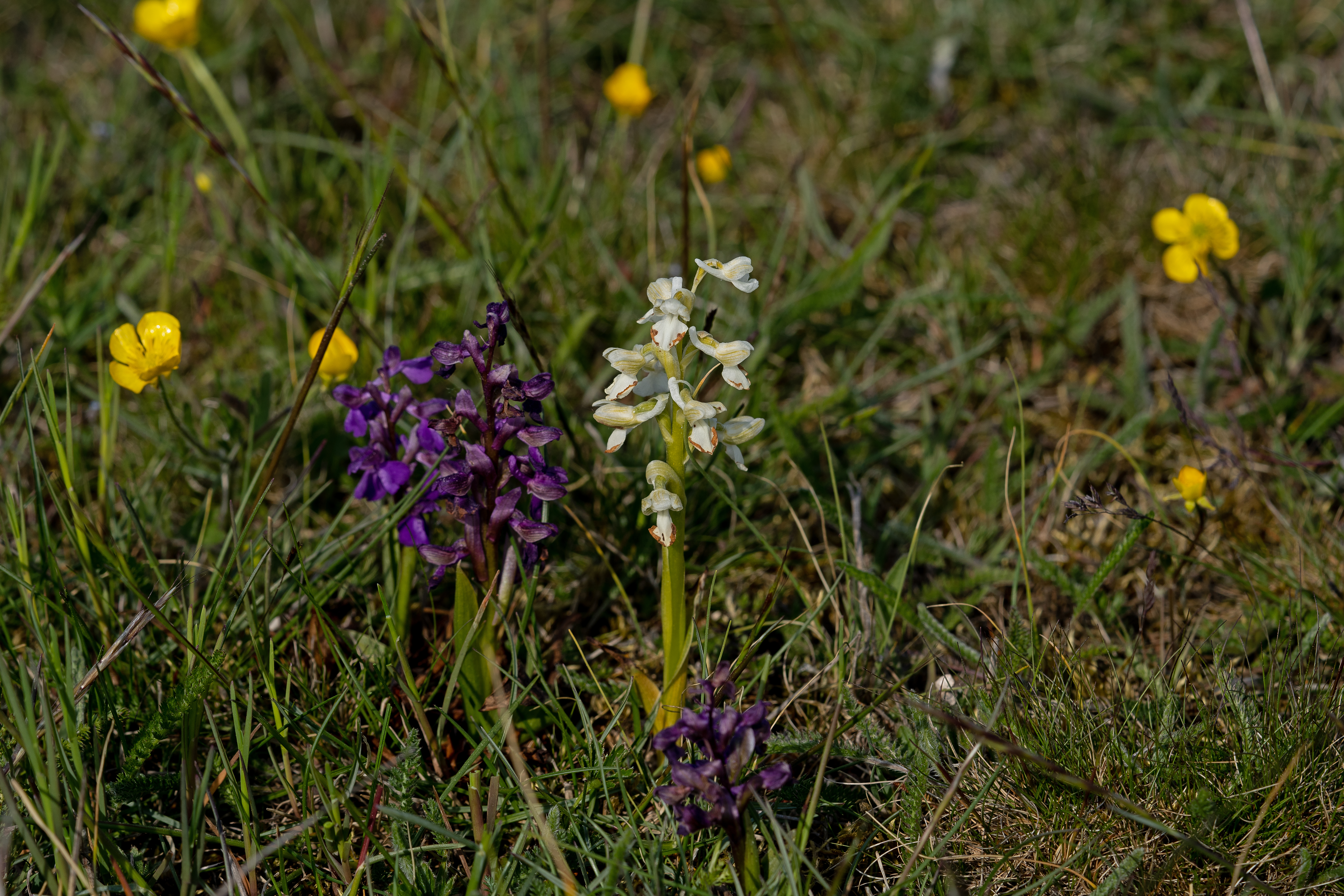 Salepgøgeurt Anacamptis morio