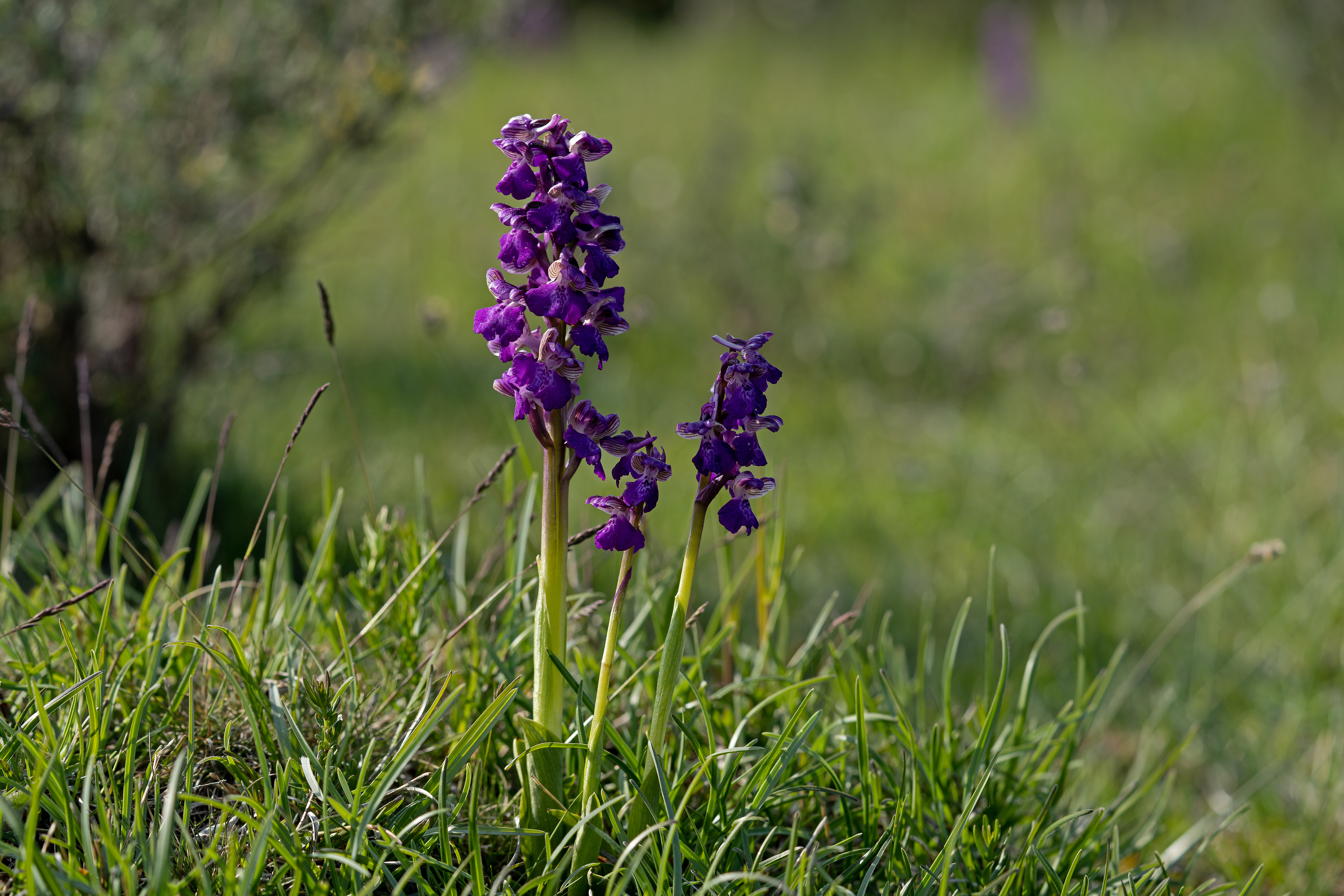 Salepgøgeurt Anacamptis morio