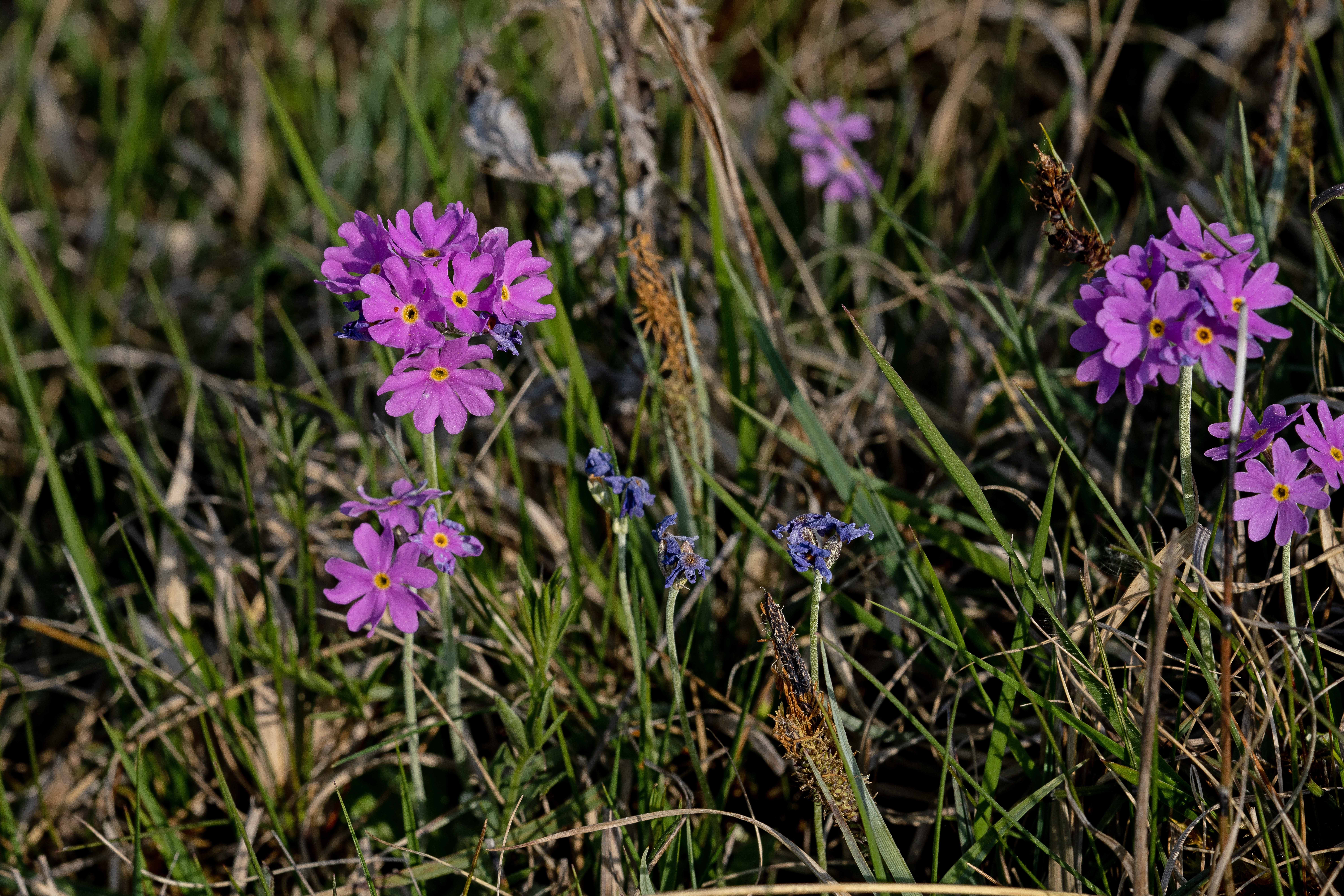 Melet kodriver Primula farinosa