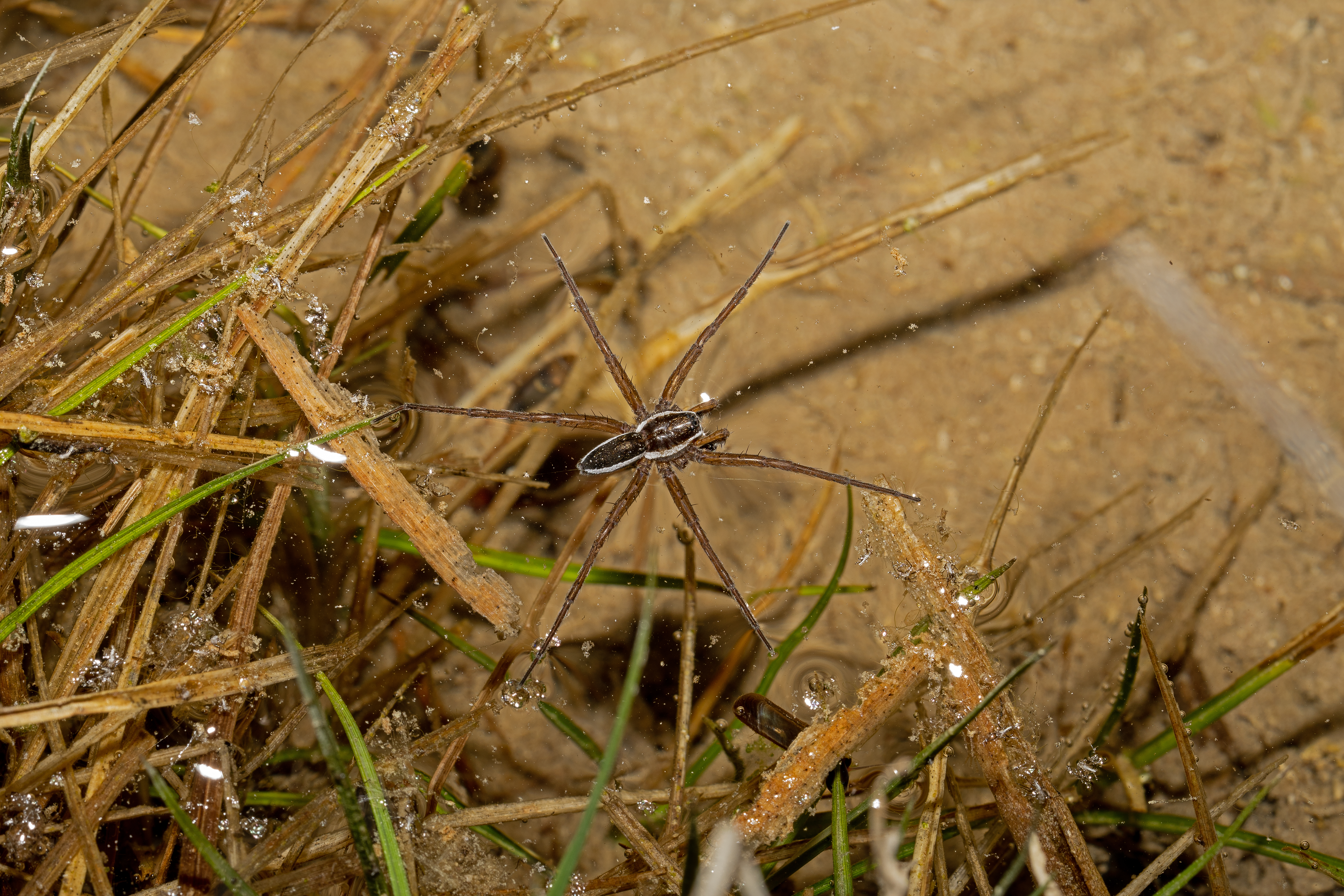 Stor rovedderkop Dolomedes fimbriatus