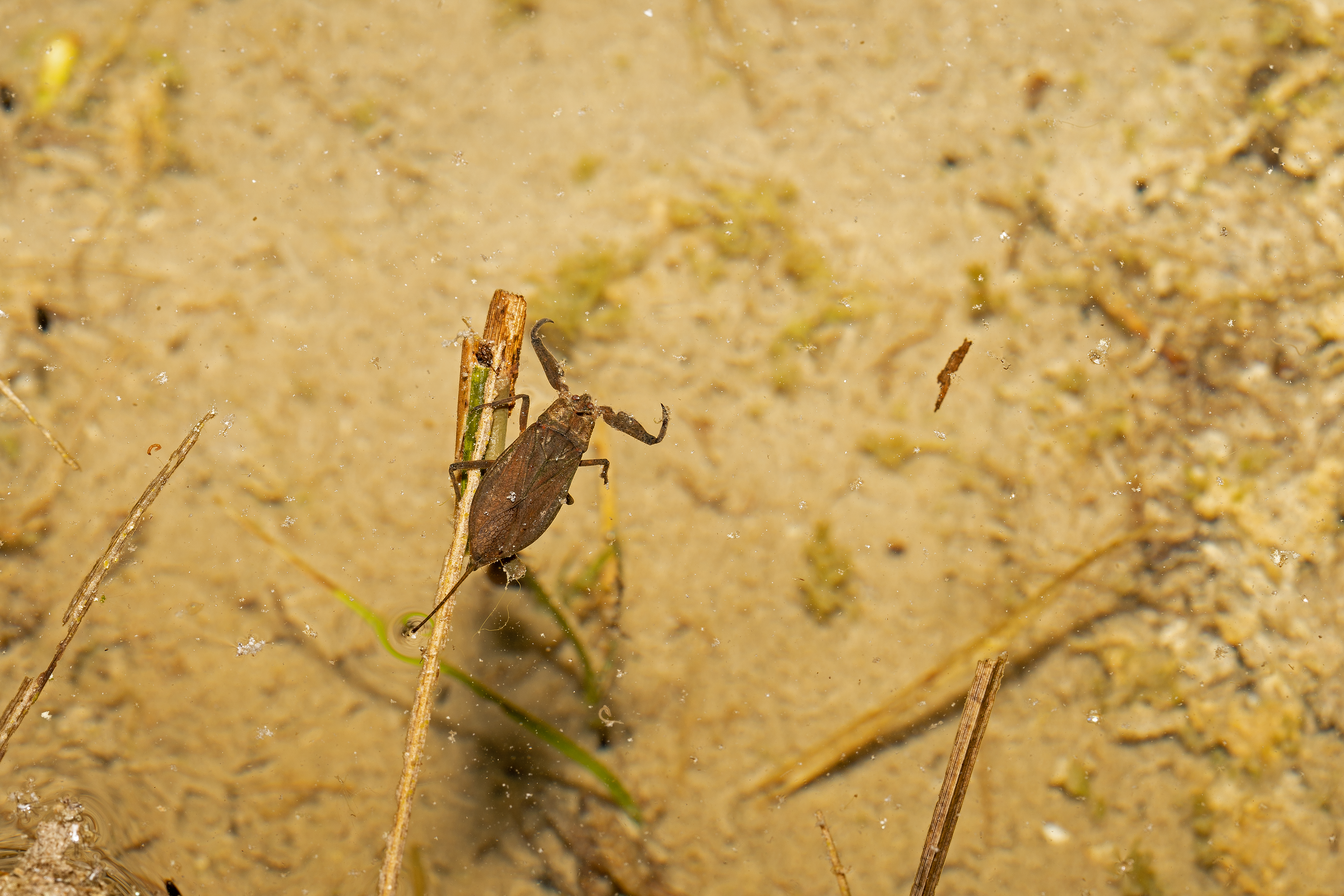 Skorpionstæge Nepa cinerea