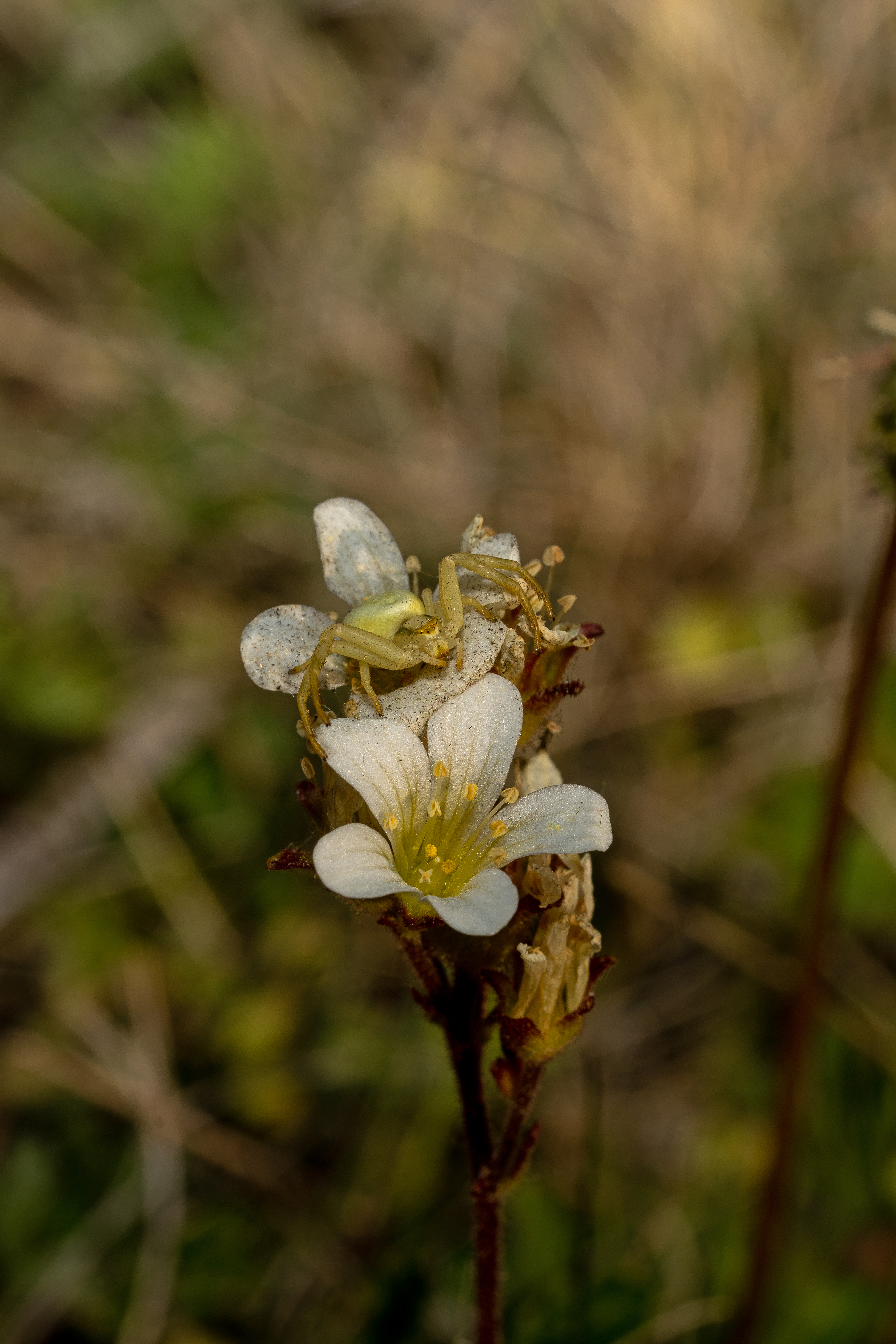 Kamæleonedderkop Misumena vatia
