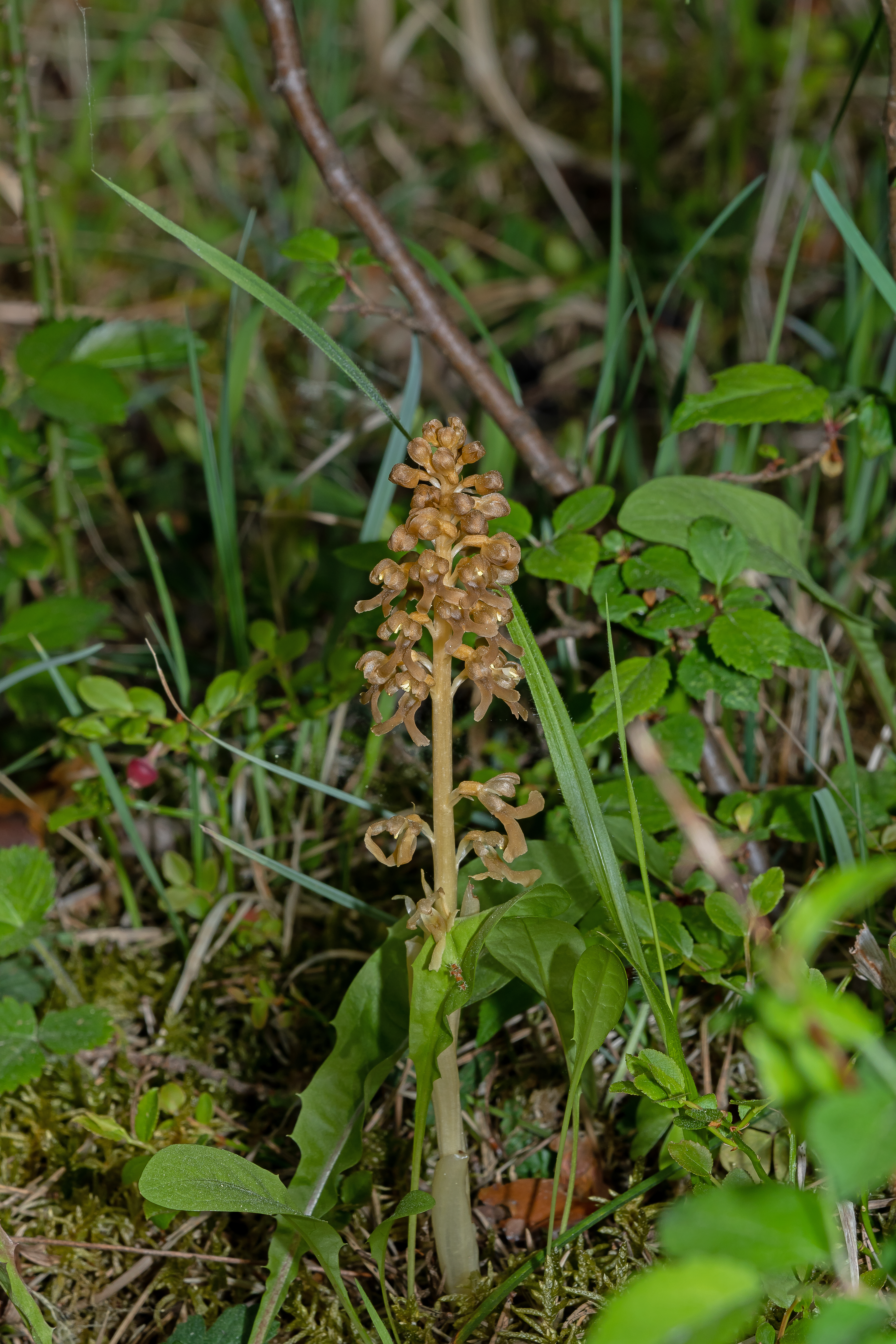 Rederod Neottia nidus-avis