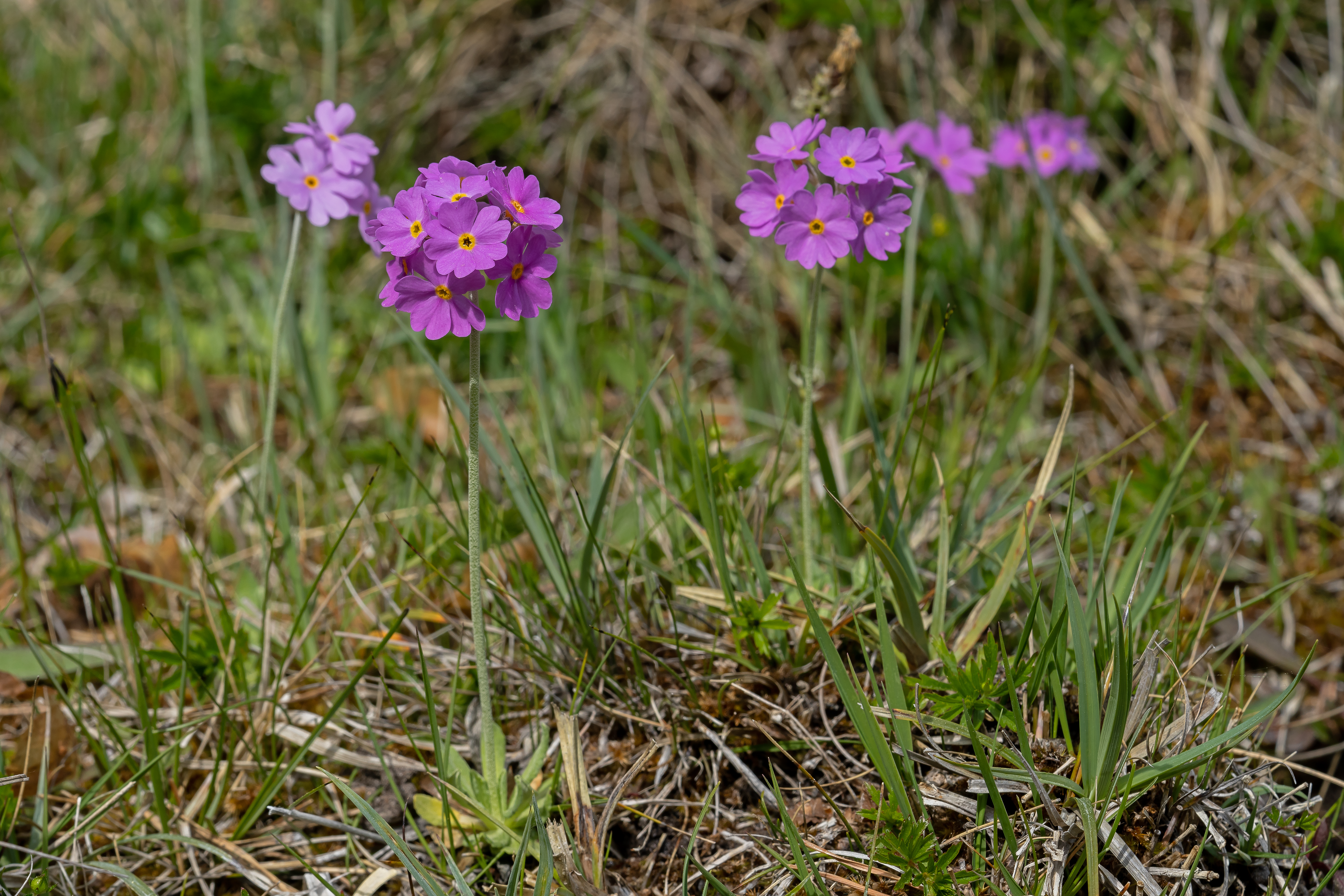Melet kodriver Primula farinosa