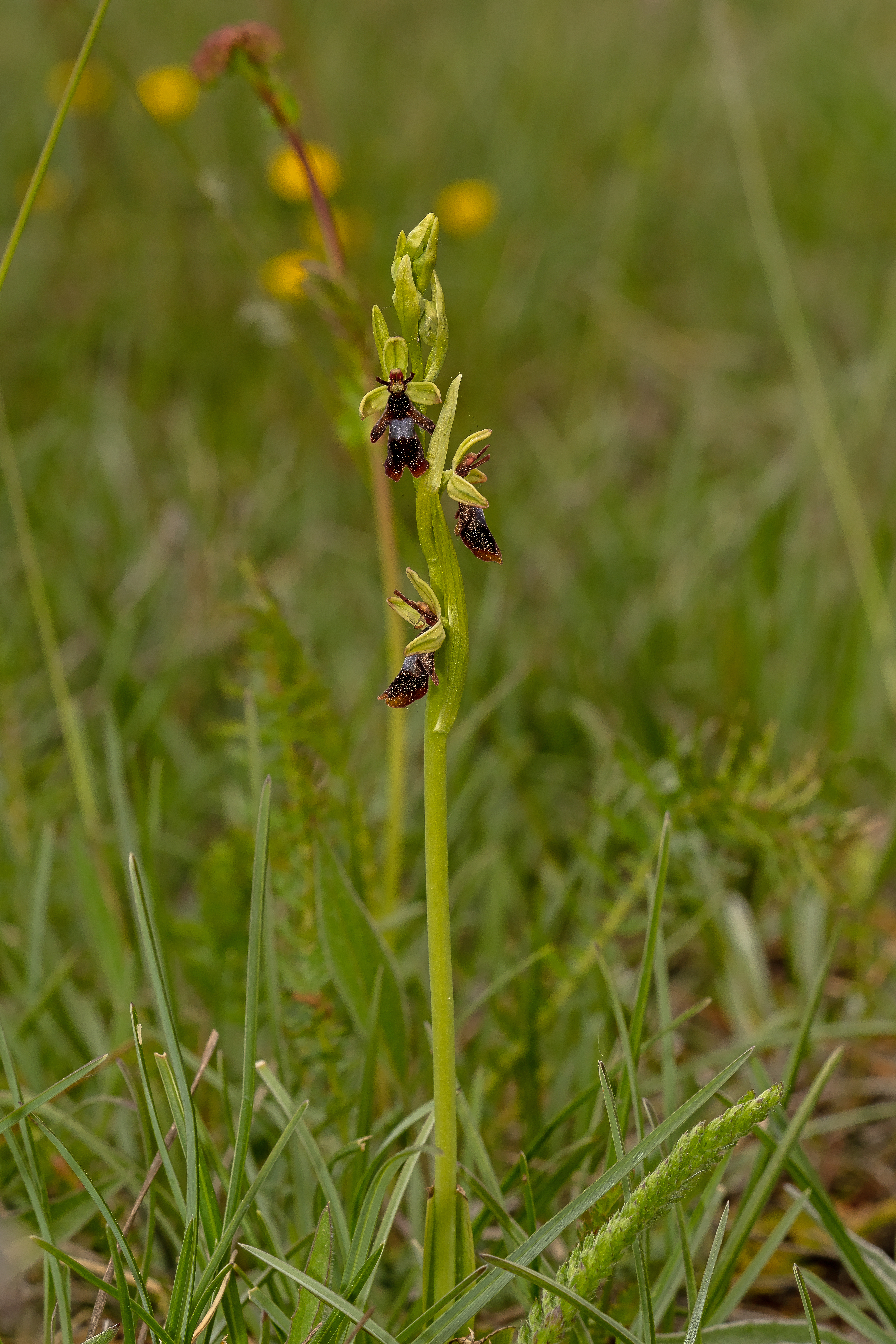 Flueblomst Ophrys insectifera