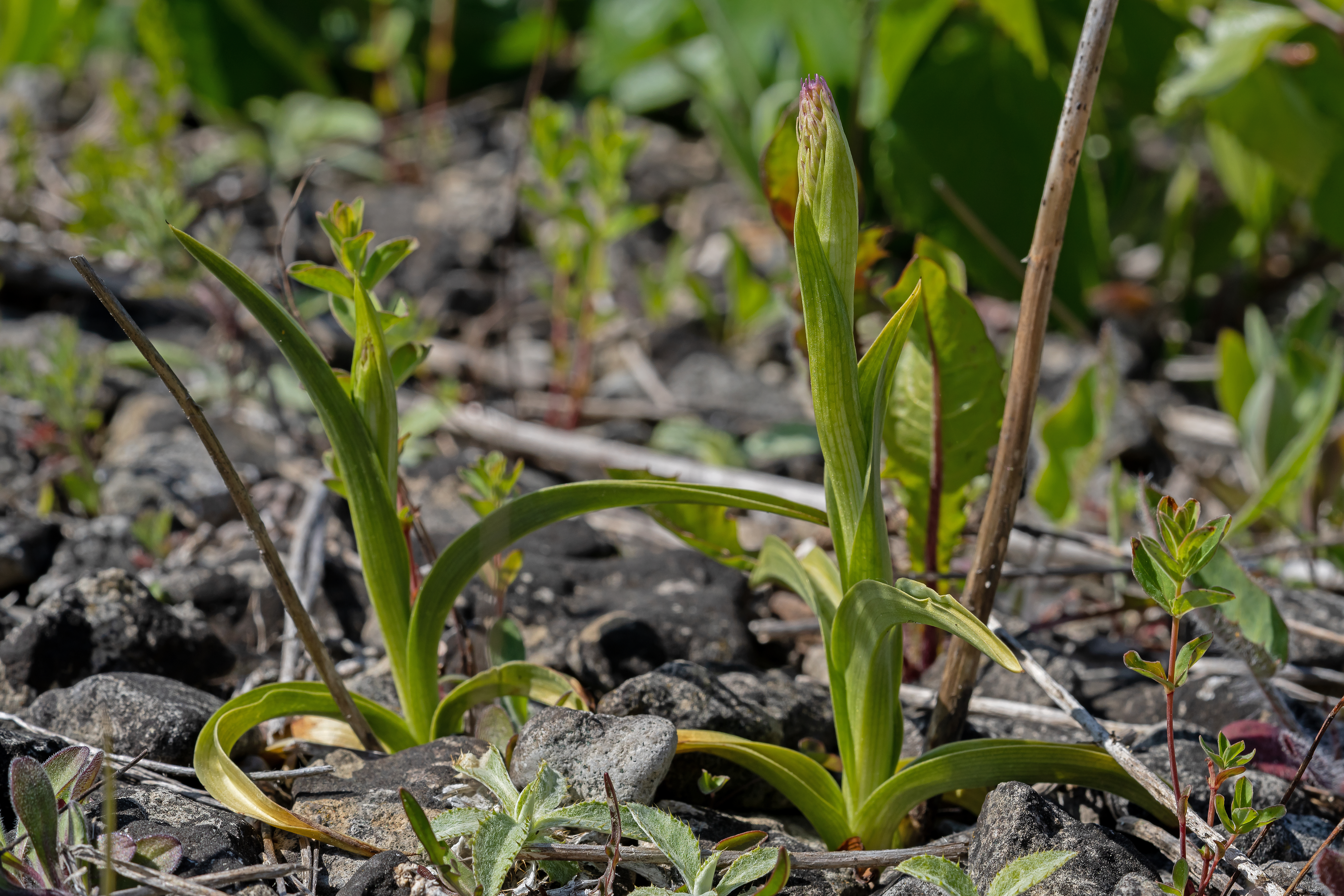 Langakset Trådspore Gymnadenia conopsea