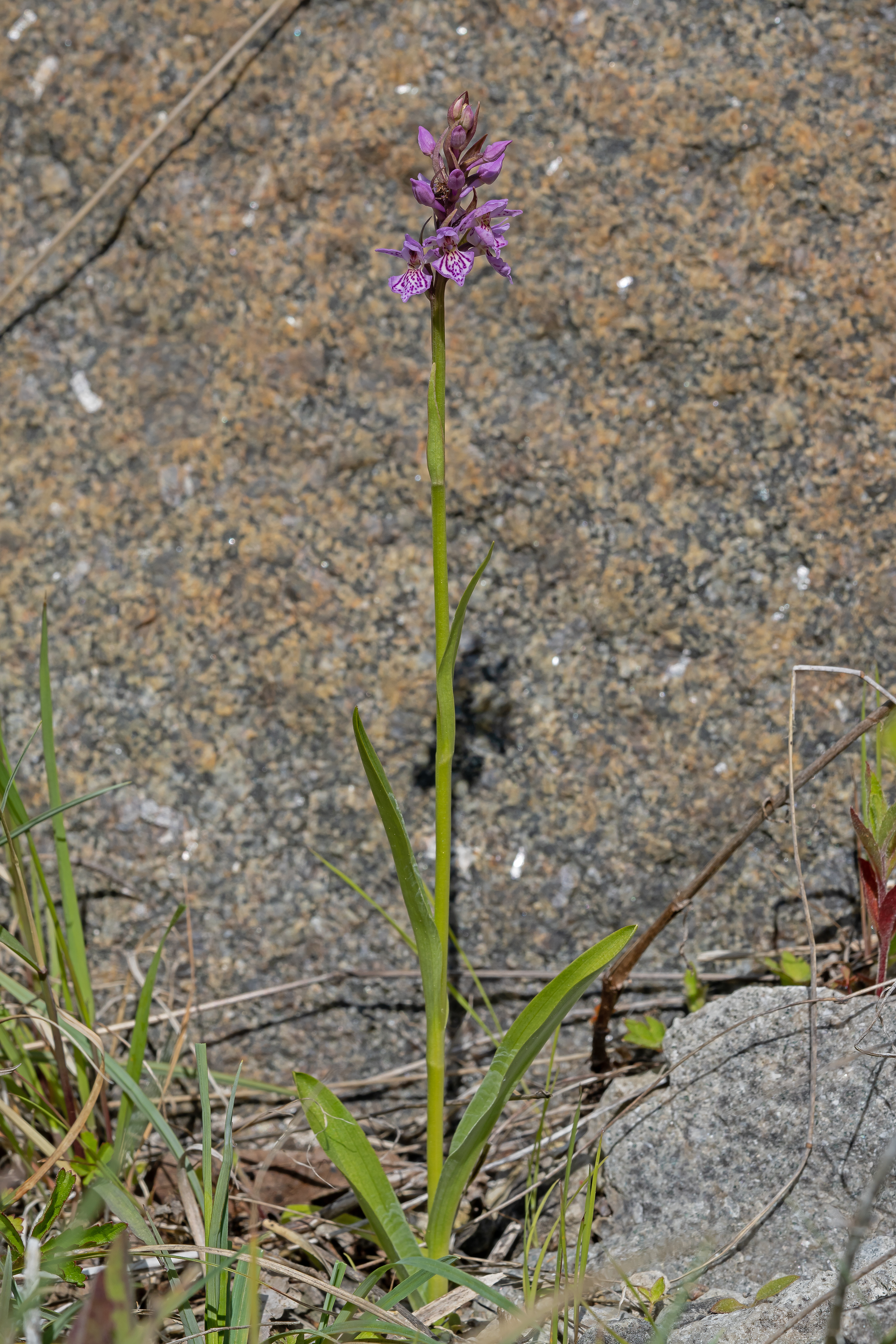 Skovgøgeurt Dactylorhiza fuchsii