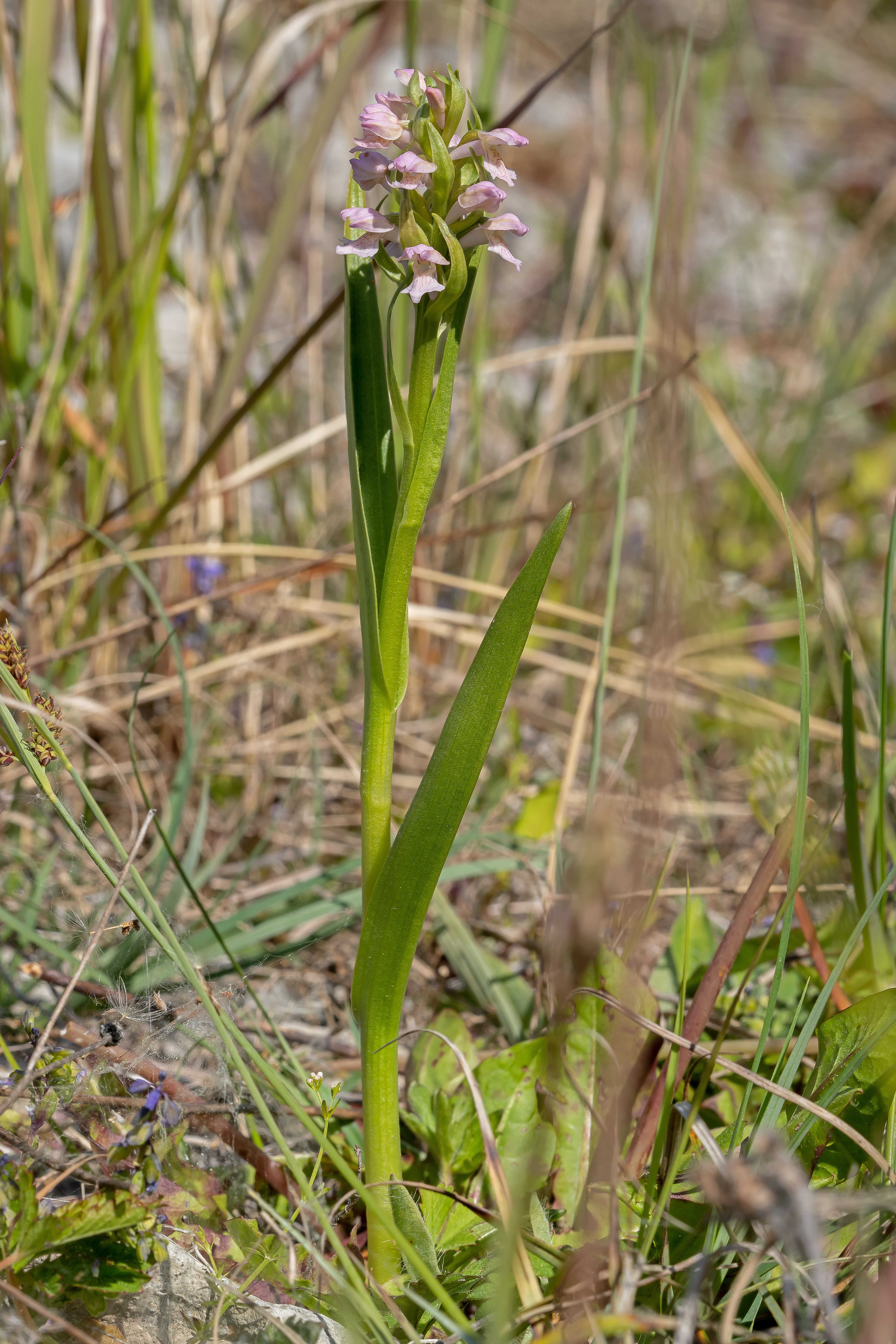 Kødfarvetgøgeurt   Dactylorhiza incarnata 
