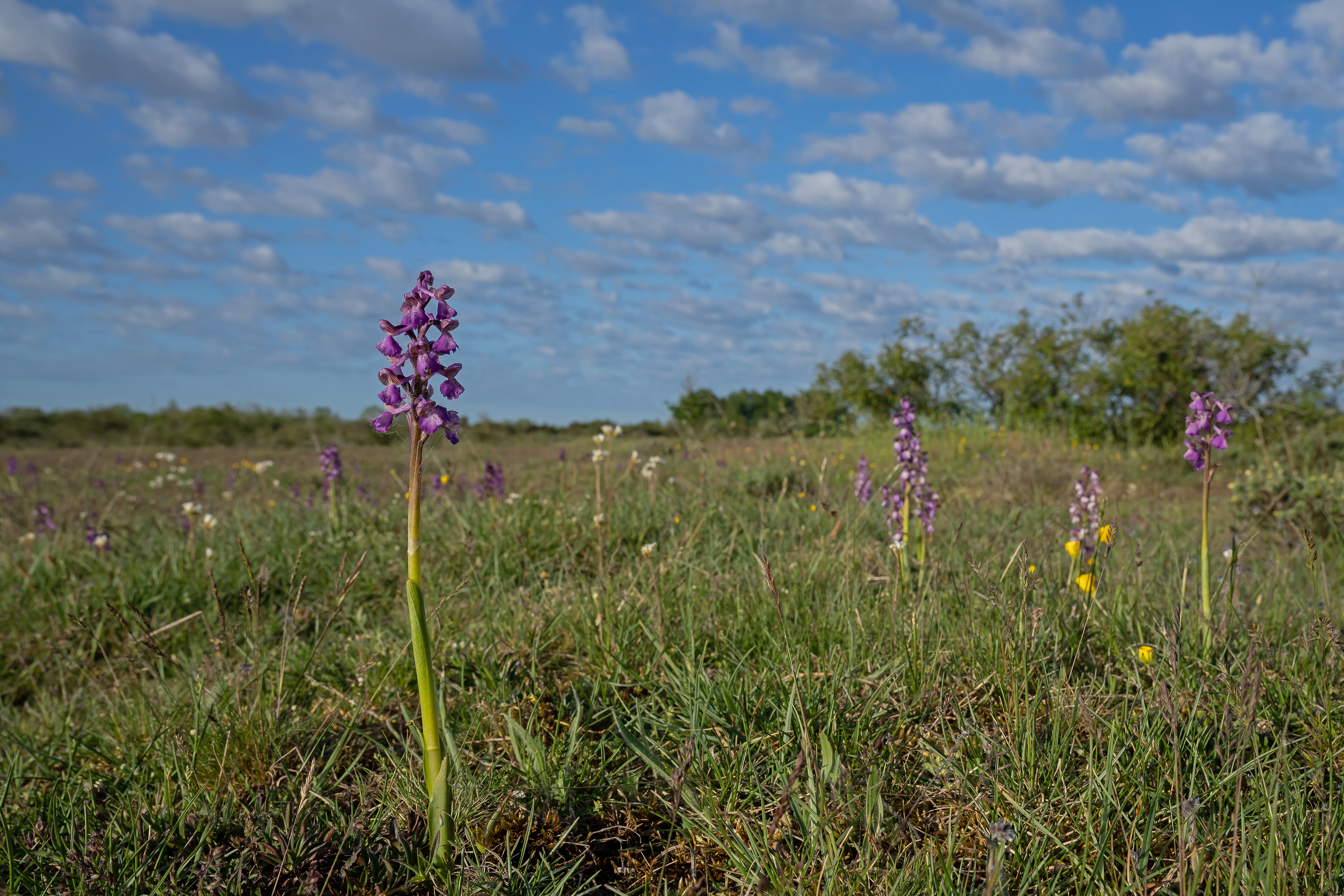 Tyndaksetgøgeurt Orchis mascula 
