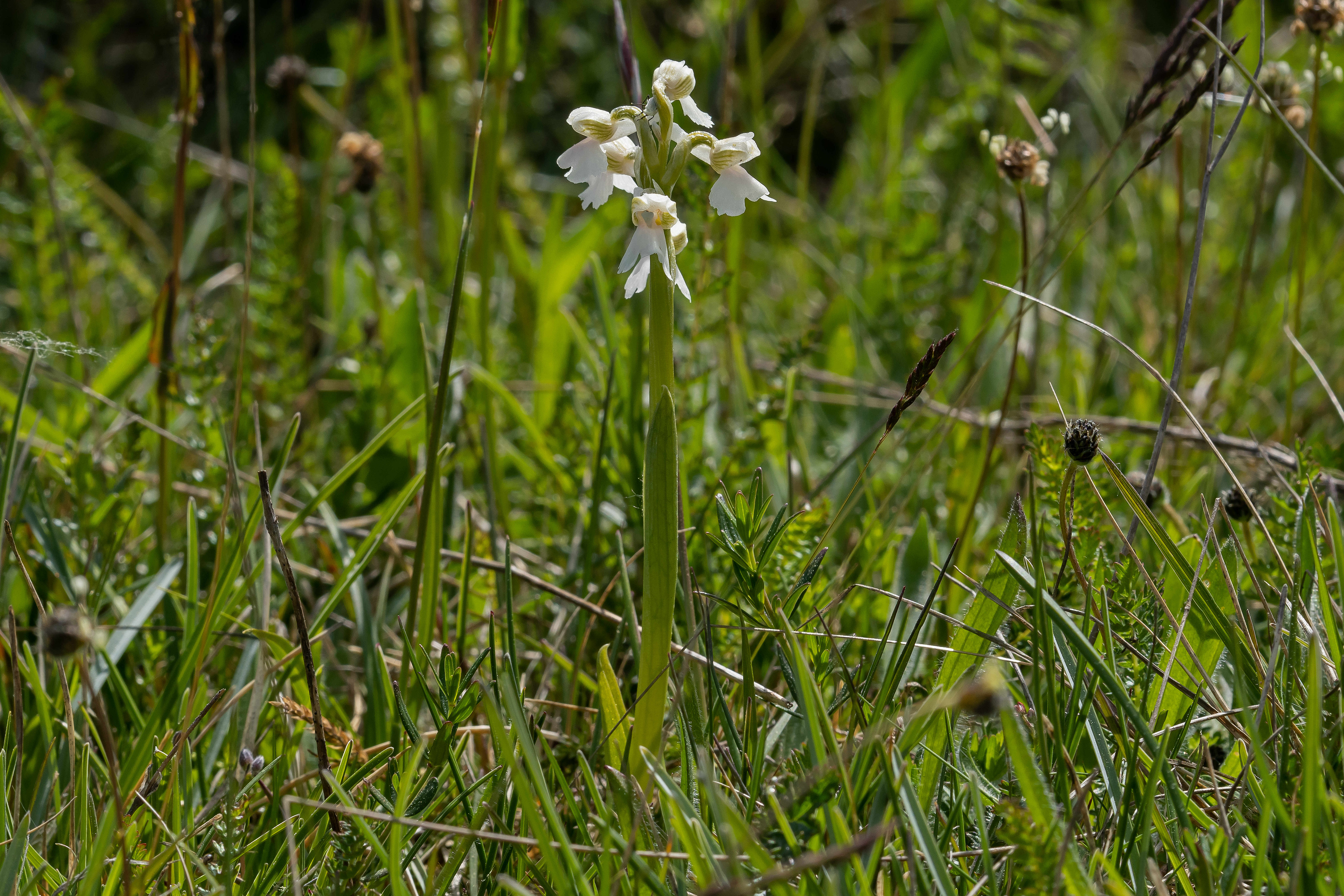 Salepgøgeurt Anacamptis morio