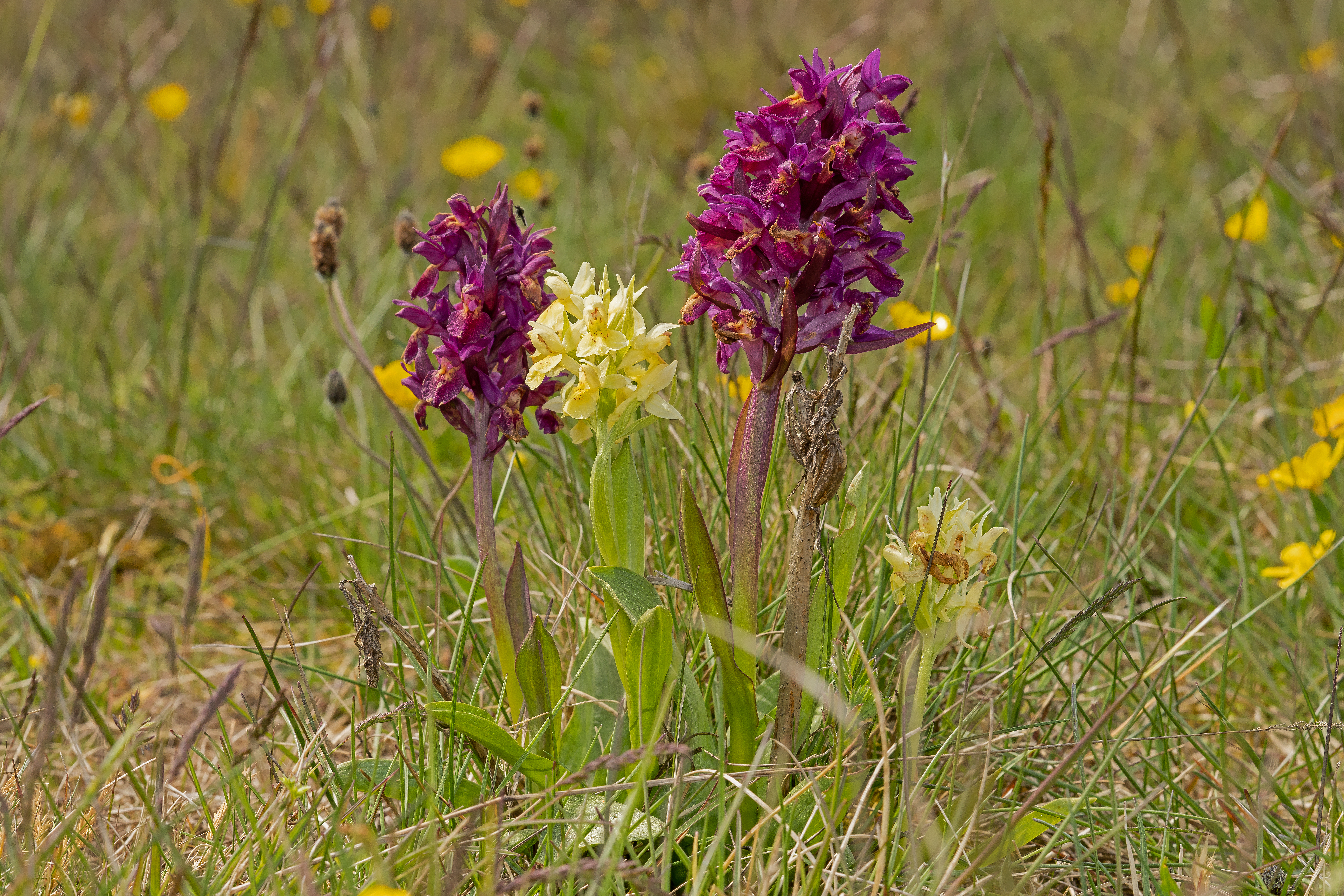 Hyldegøgeurt/Adam och Eva Dactylorhiza sambucina 