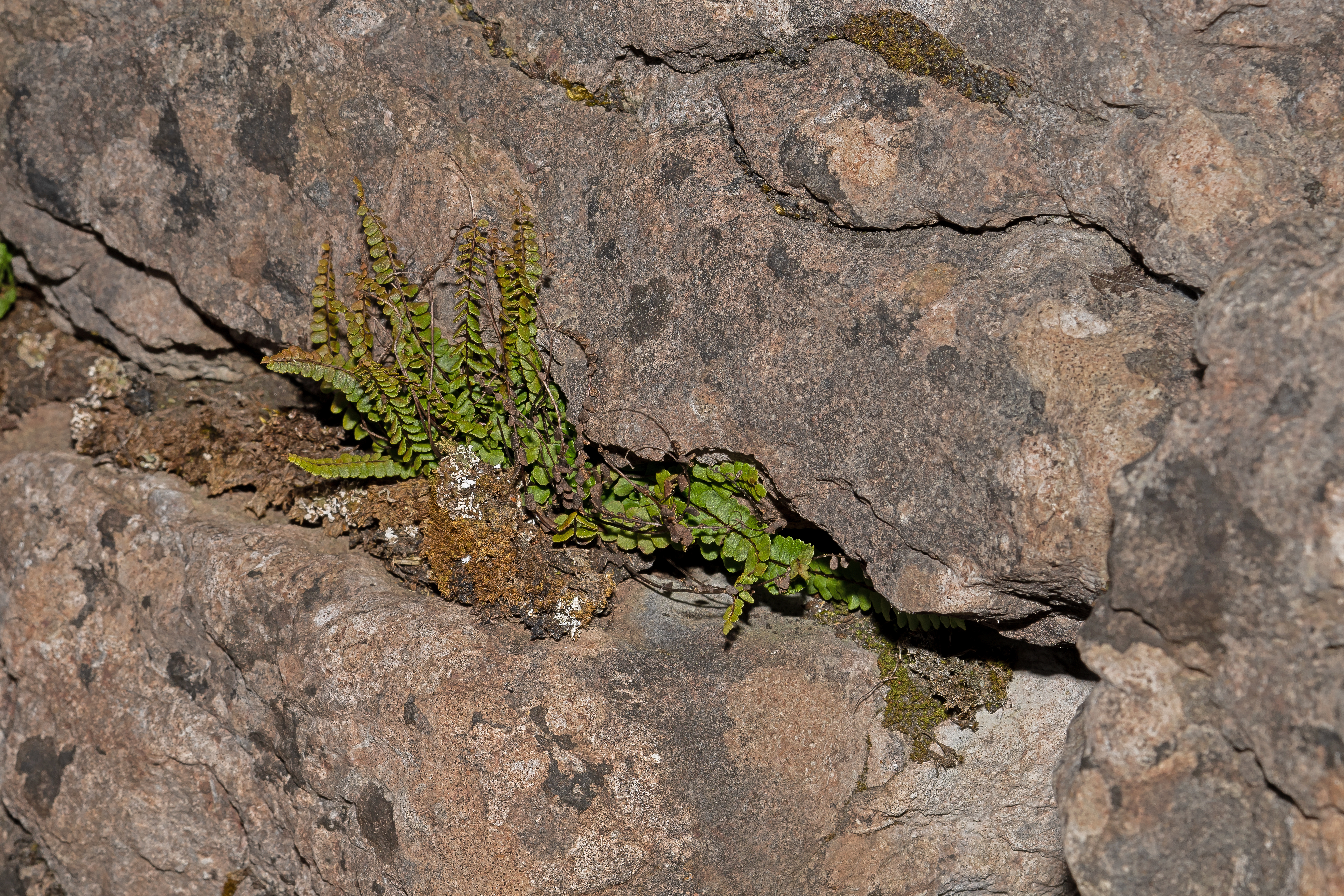 Rundfinnet radeløv Asplenium trichomanes