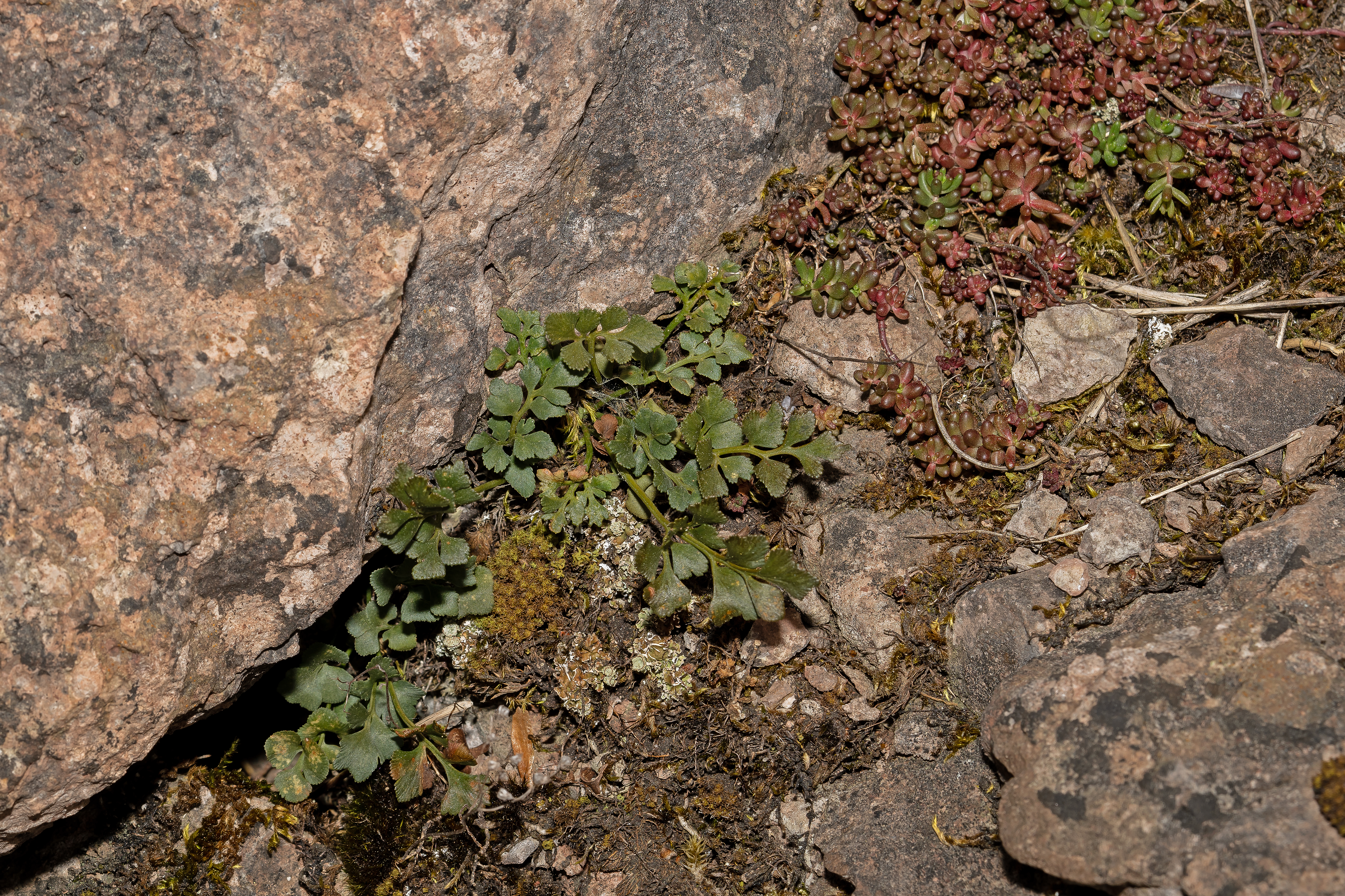 Murrude  Asplenium ruta-muraria