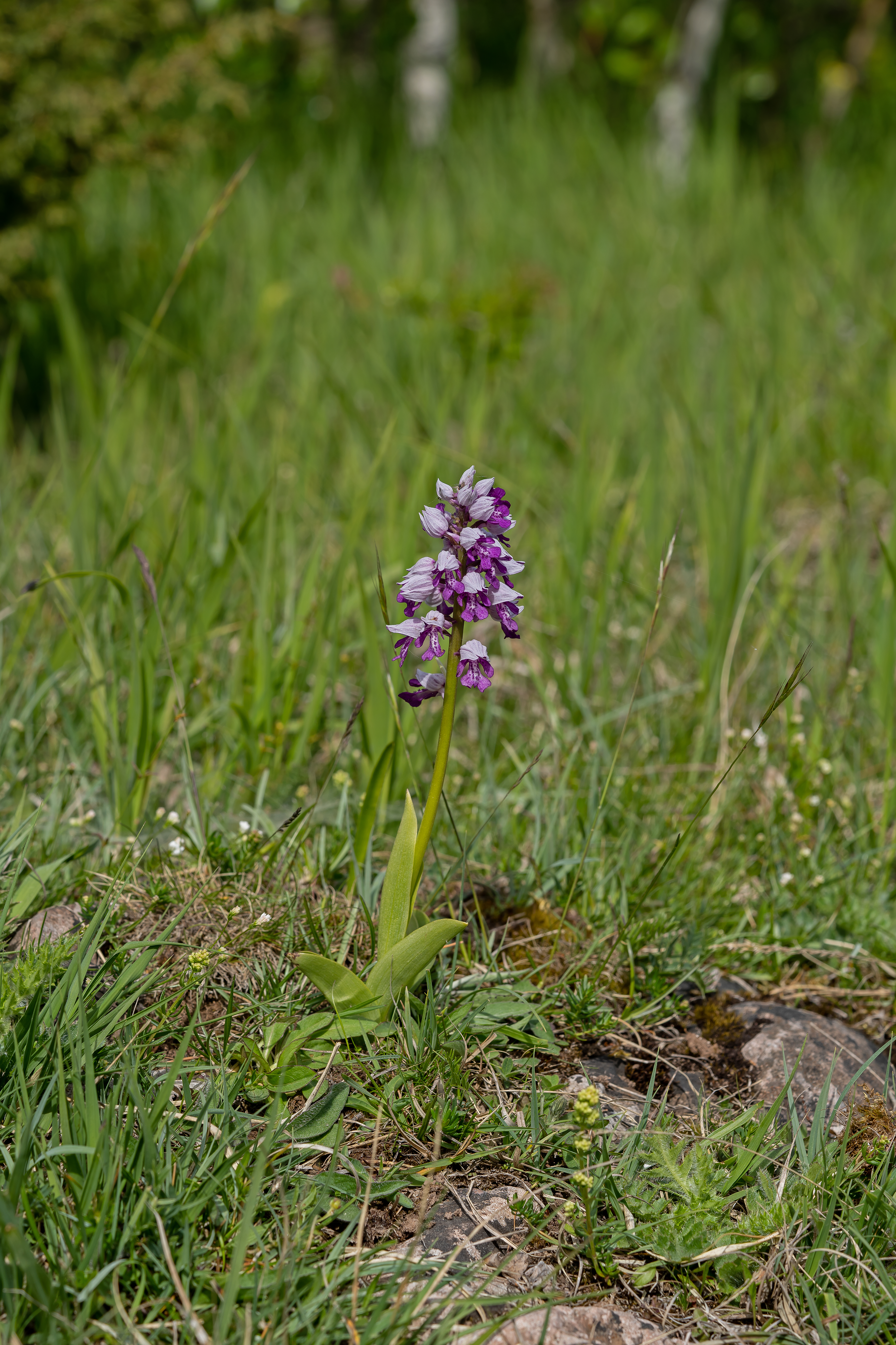 Riddergøgeurt Orchis militaris