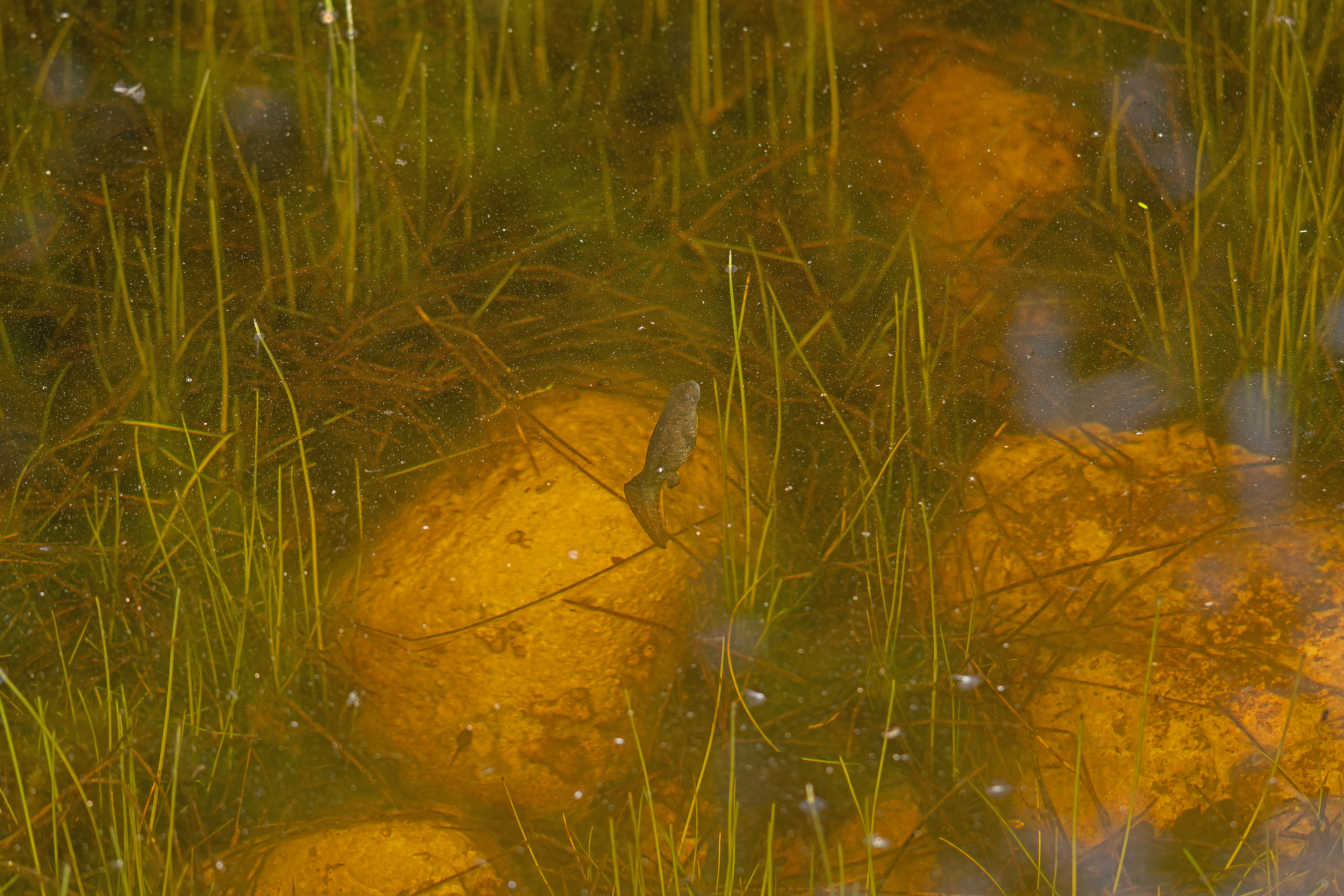 Stor vandsalamander Triturus cristatus