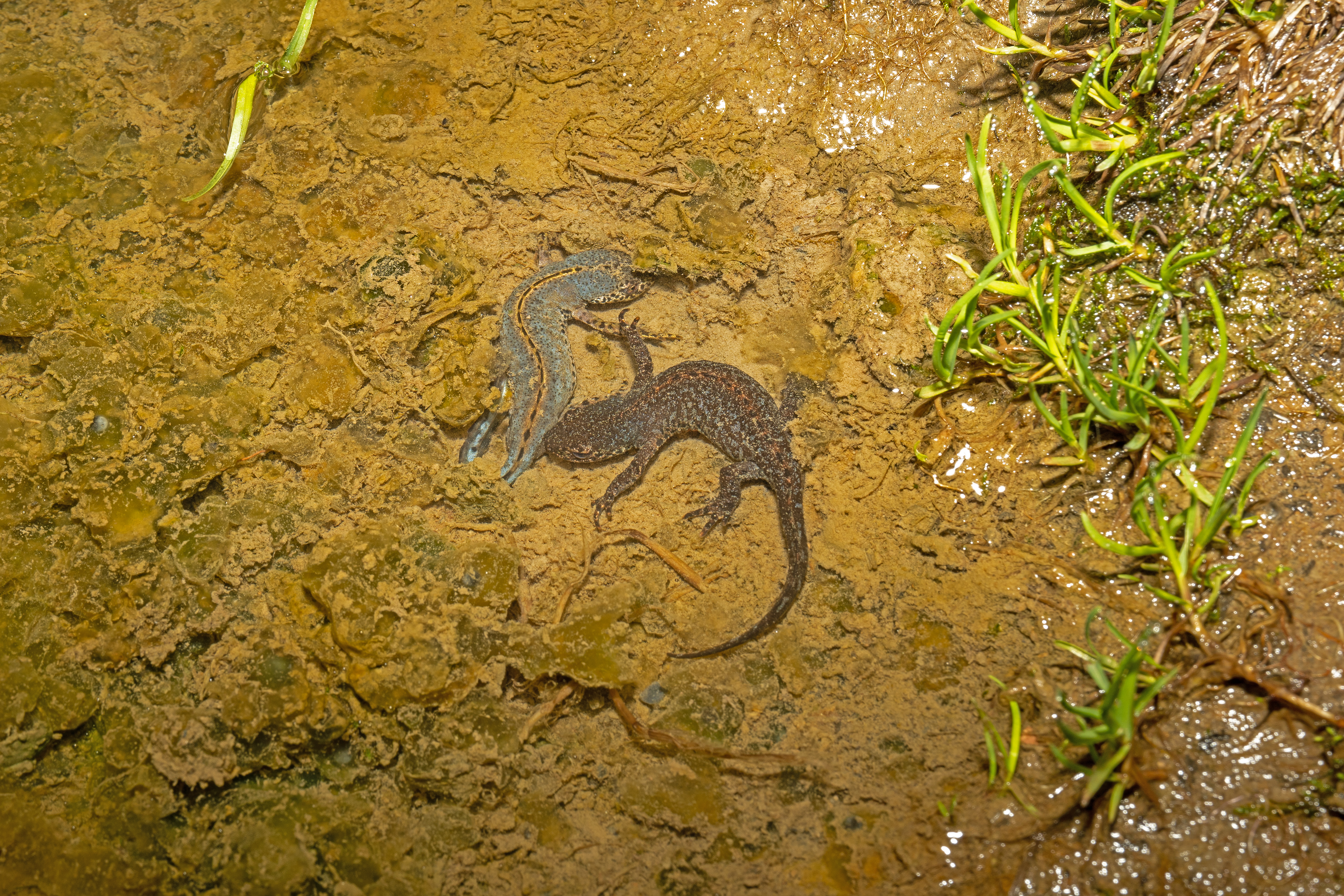 Bjergsalamander