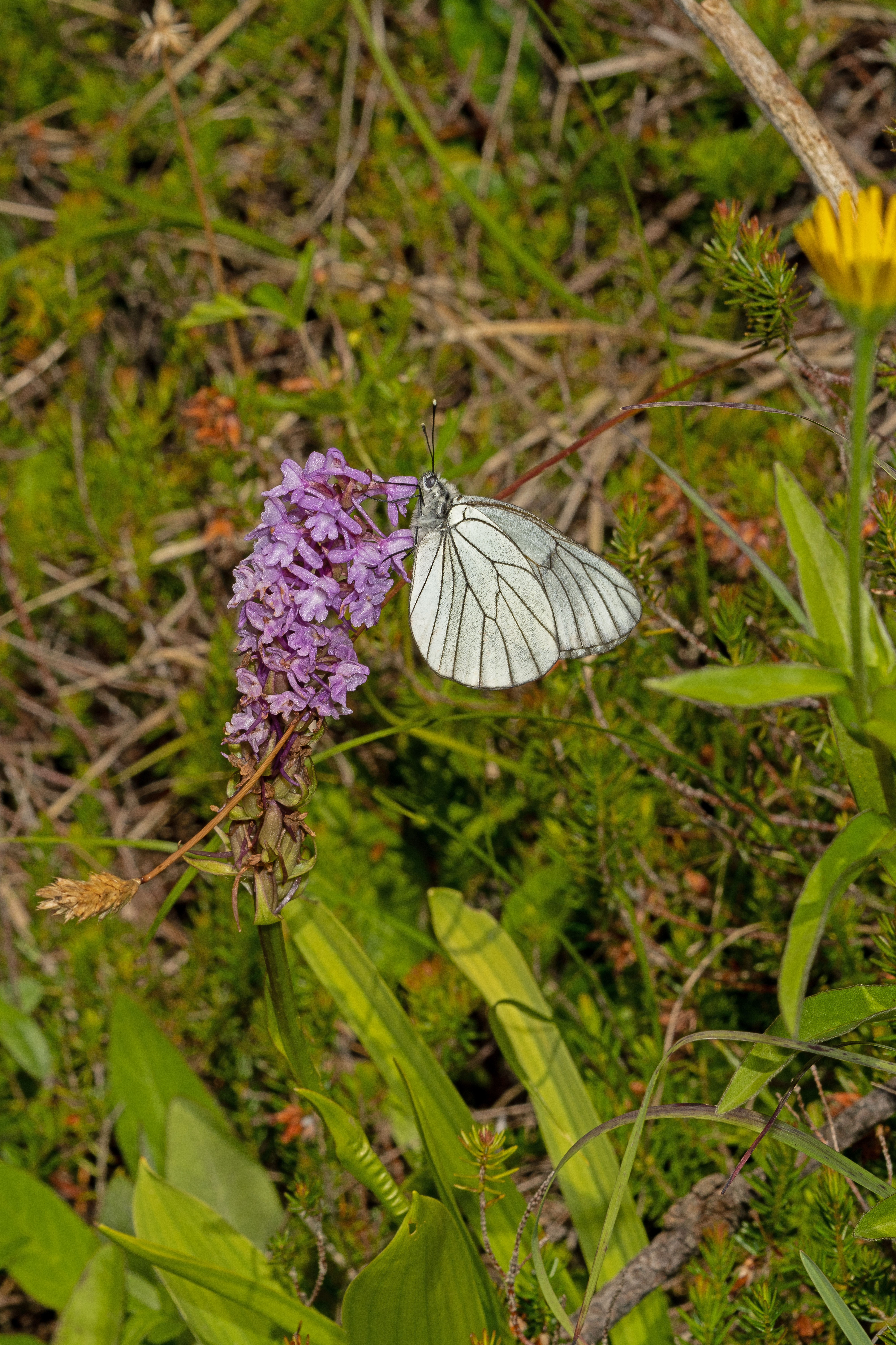Hvidvinge gymnadenia
