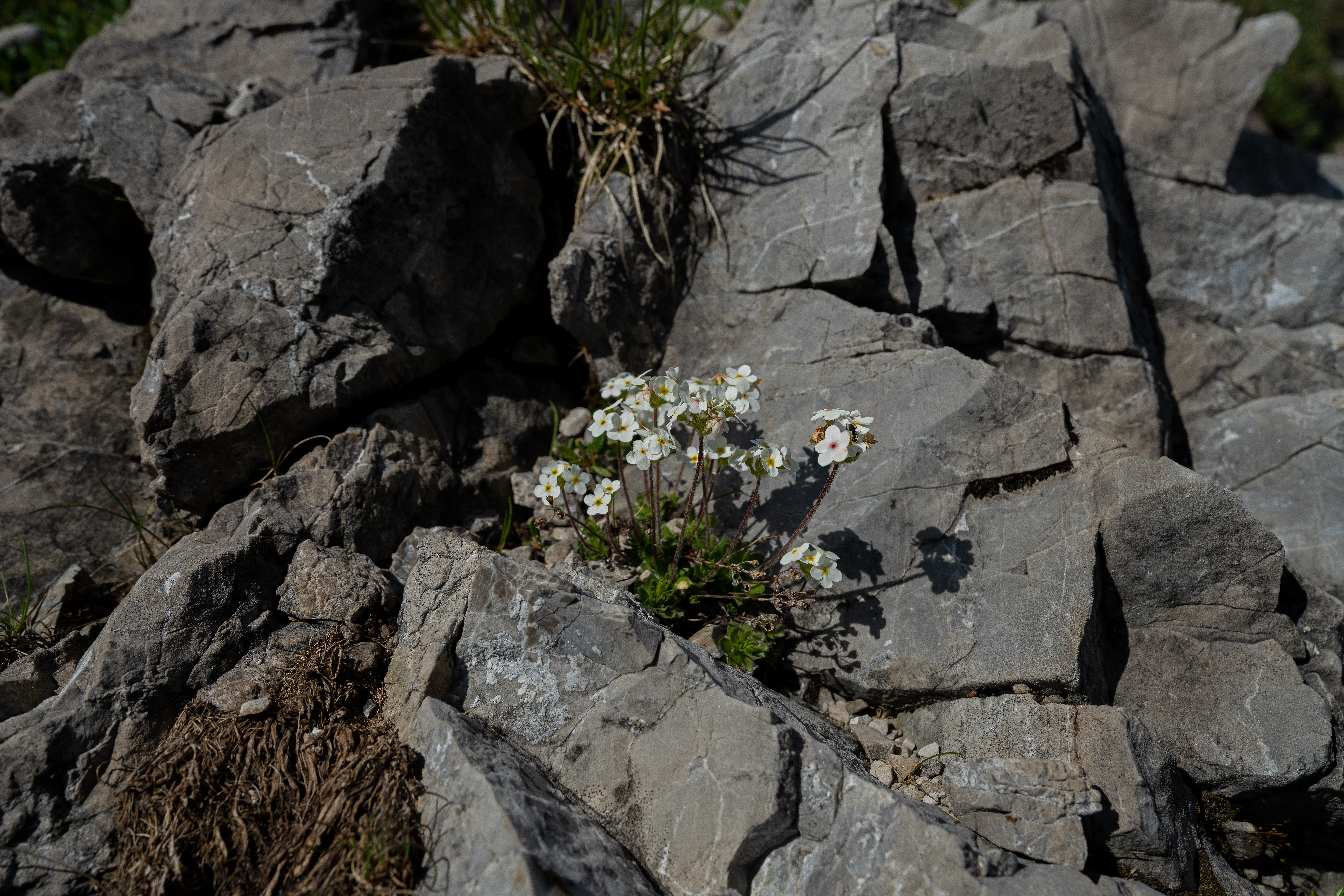 _DSC3200 redi