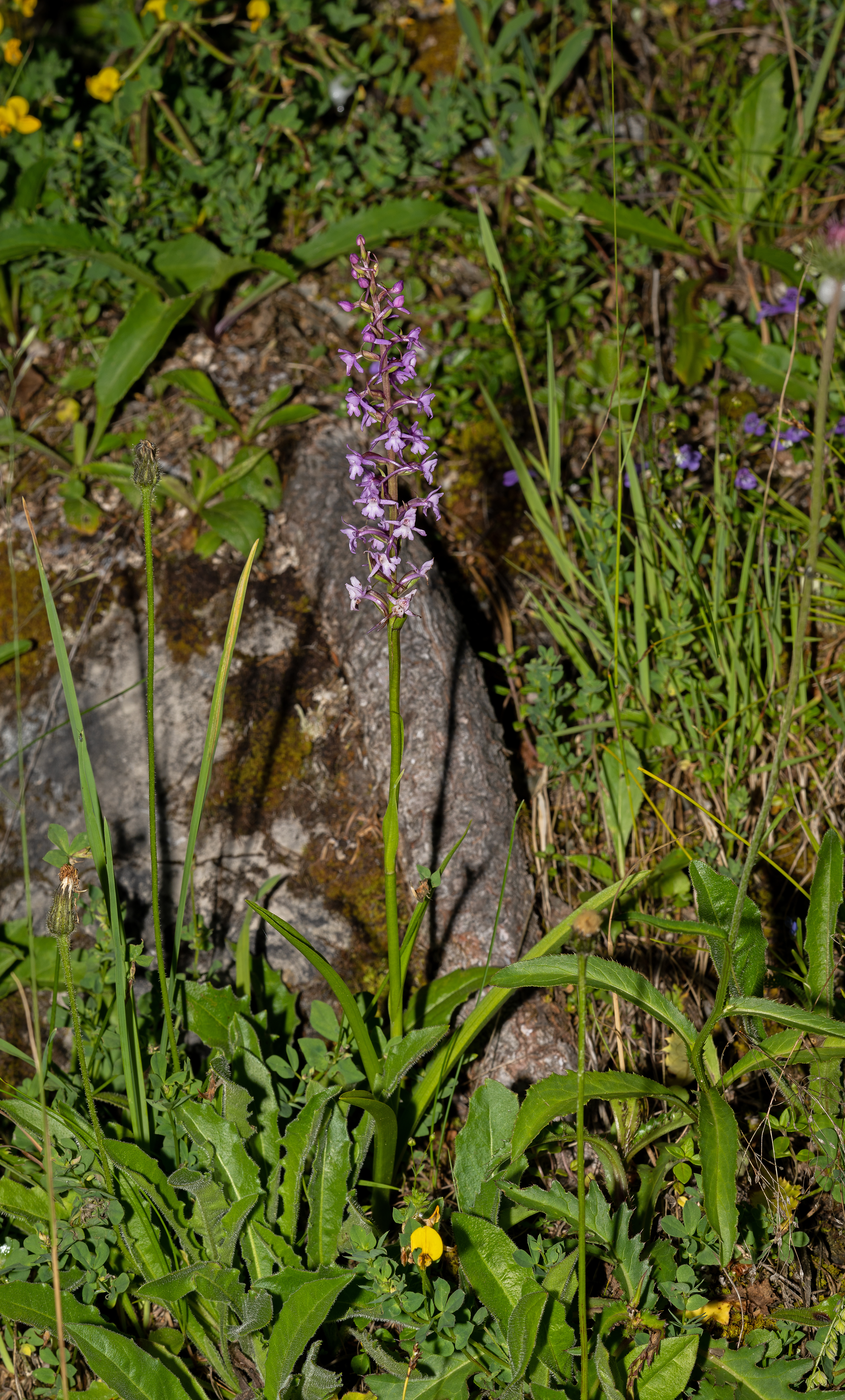 Gymnadenia