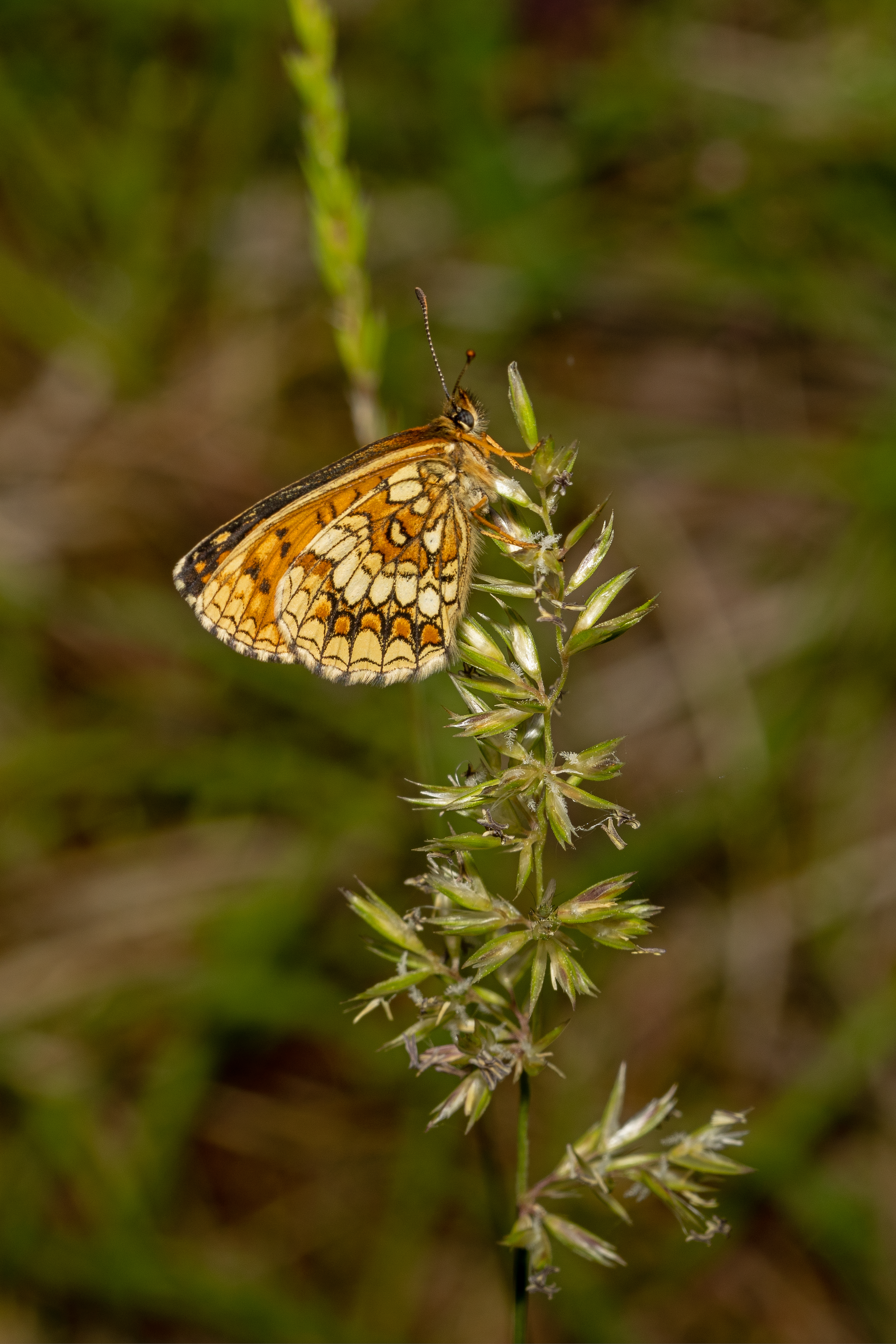 Sommerfugl