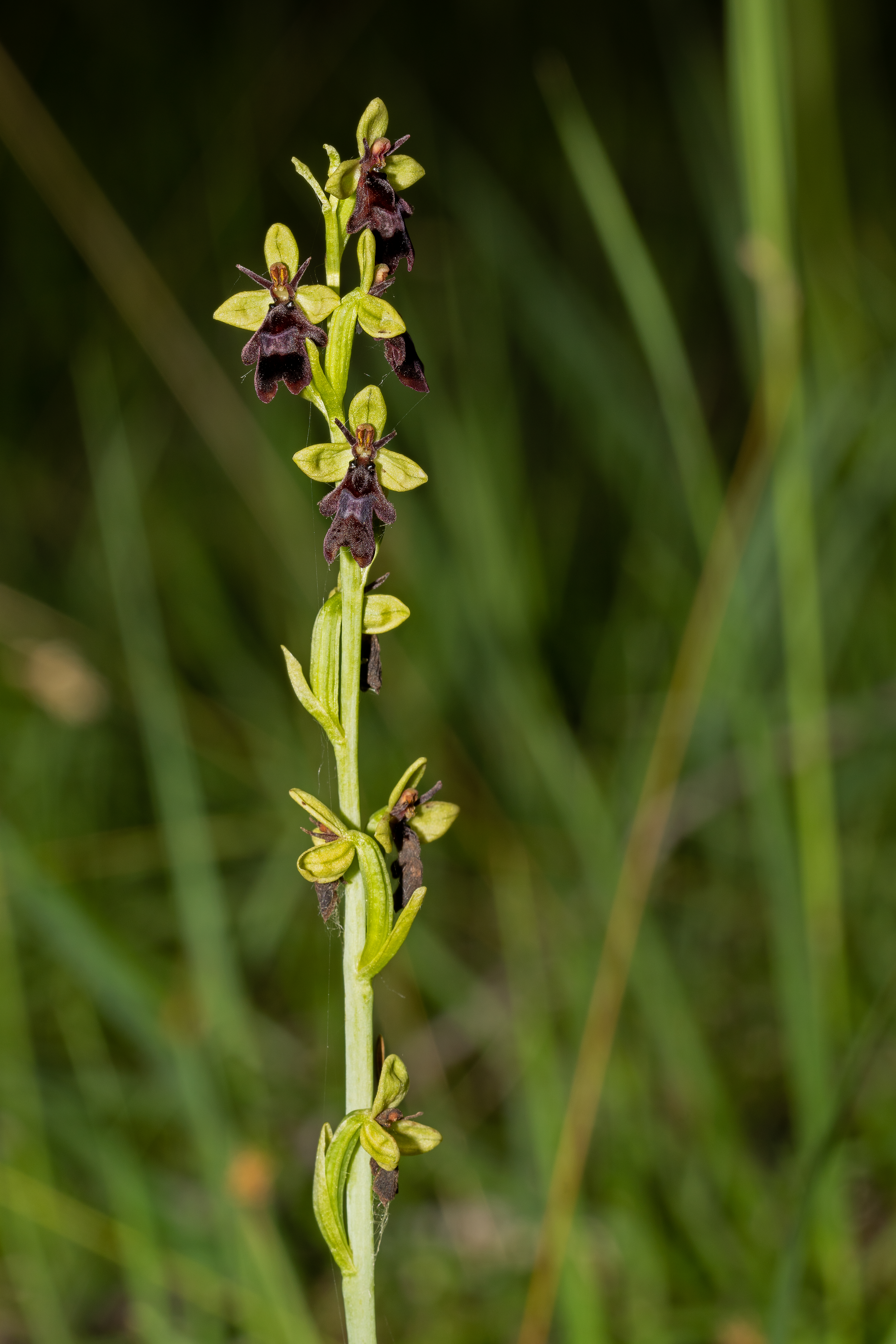 Flueblomst